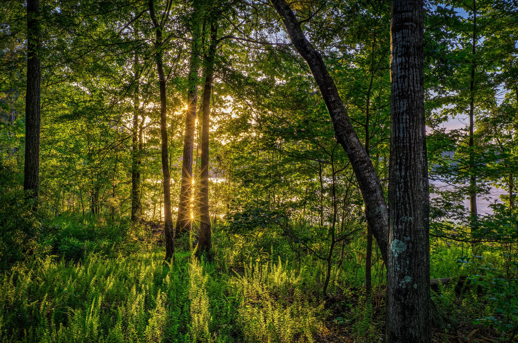 the sun, 1080P, forest, greens, FL, grass, river, trees, USA, summer, HD Wallpaper