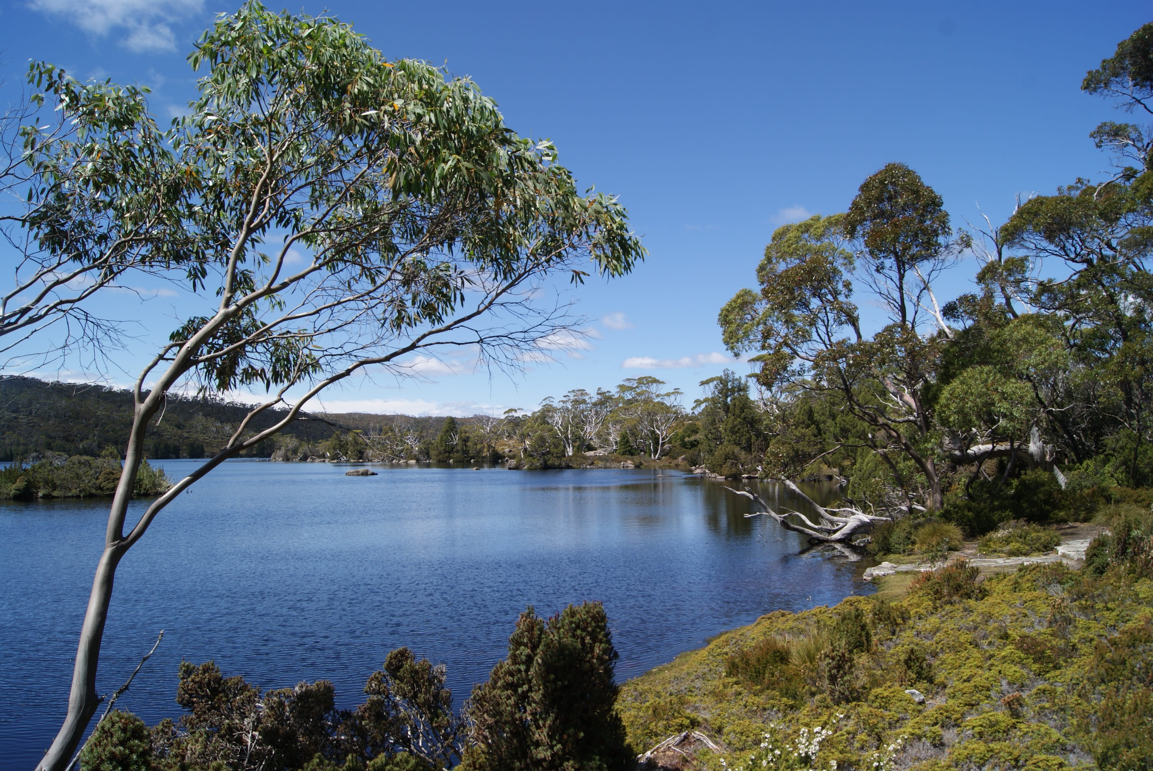 tourism, idyllic, Tasmania, water, green Color, tree, tranquility, wilderness, landscape, growth, non-urban scene, summer, forest, hiking, Lake, day, 4K, HD Wallpaper