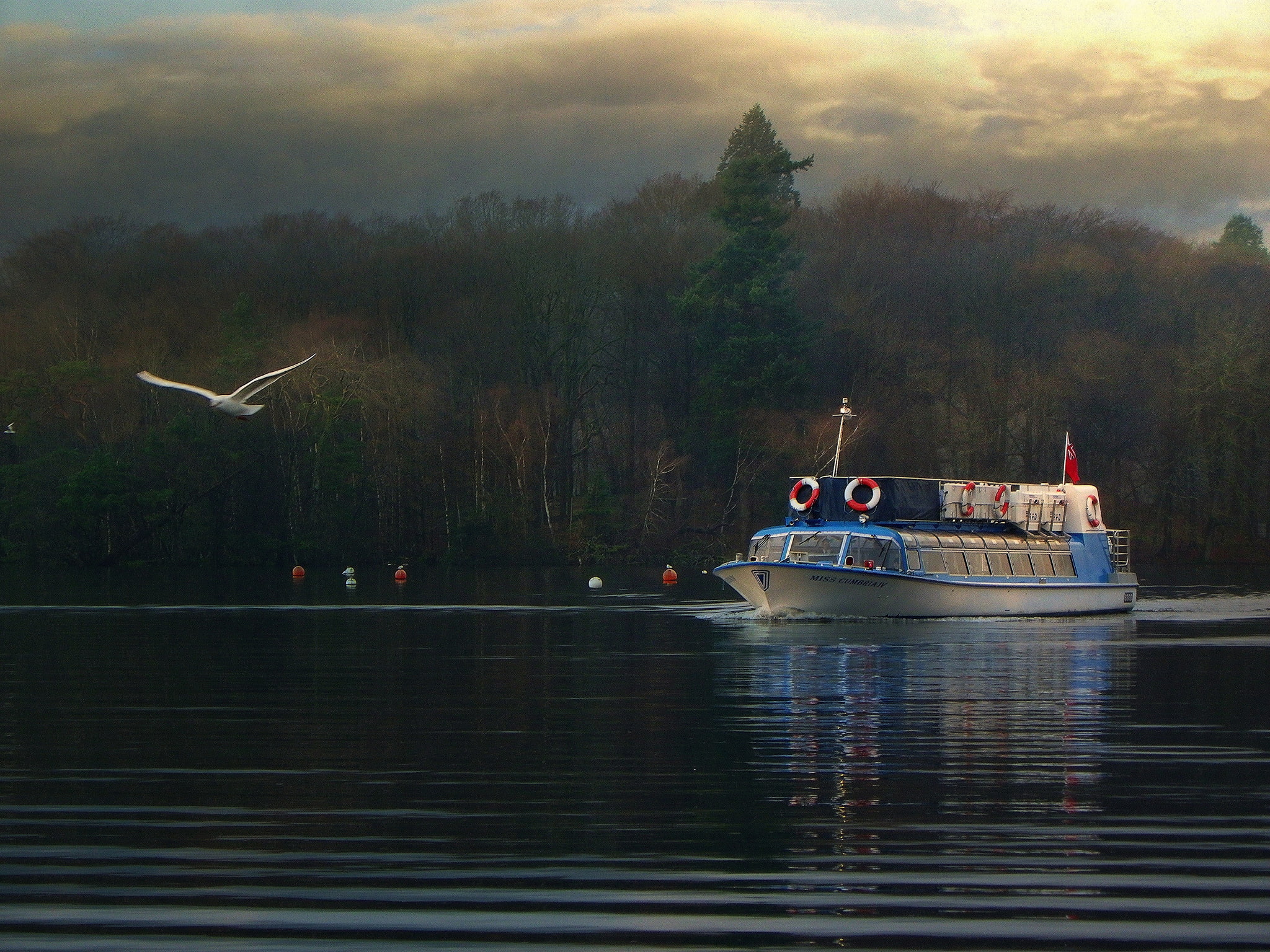 Seagull, England, lake Windermere, autumn, ship, forest, 1080P, HD Wallpaper