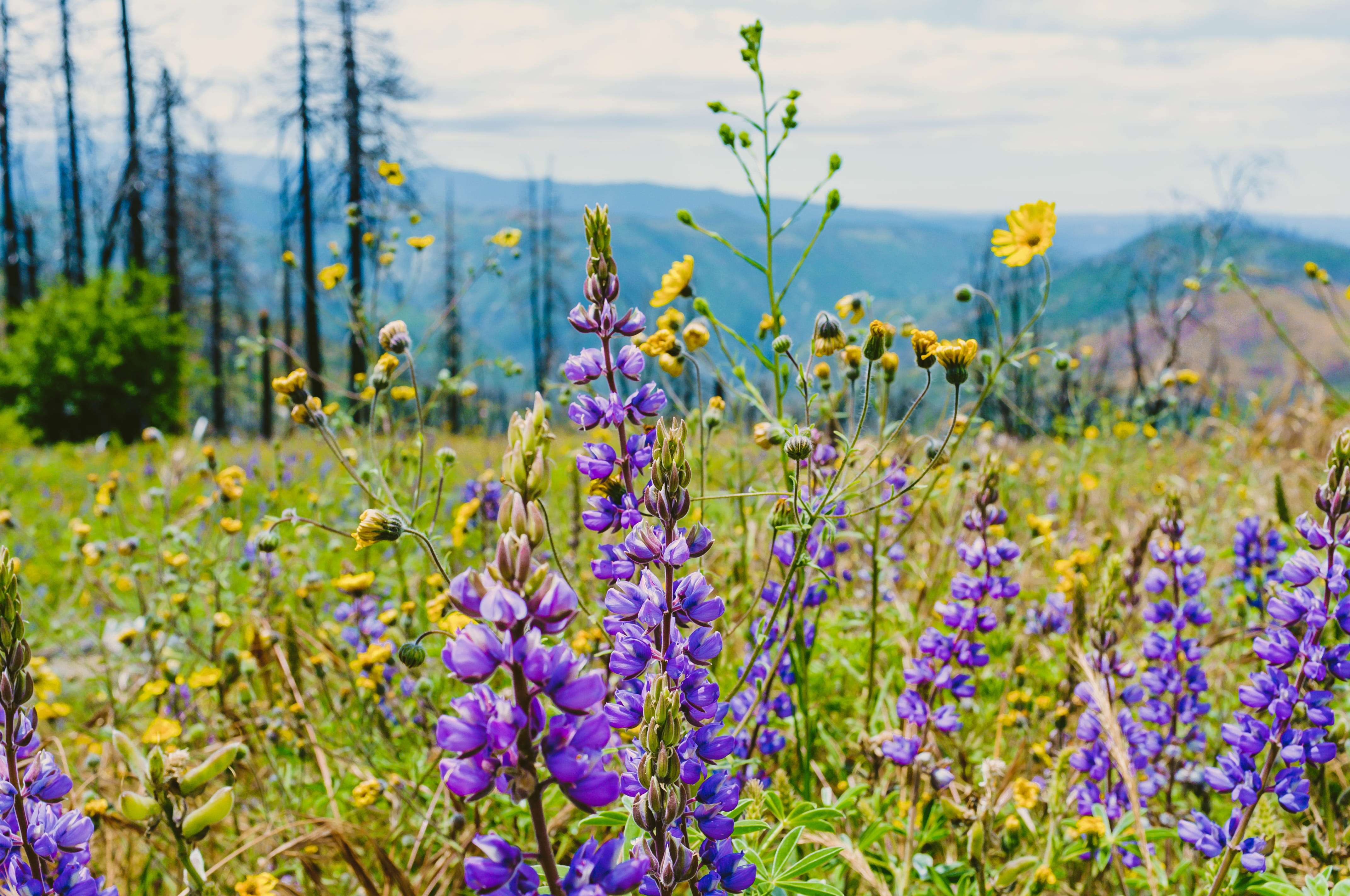 beauty in nature, yosemite national park, macro, lavender, summer, wildflowers, yellow, purple, close-up, flowerbed, united states, field, wild flowers, HD Wallpaper