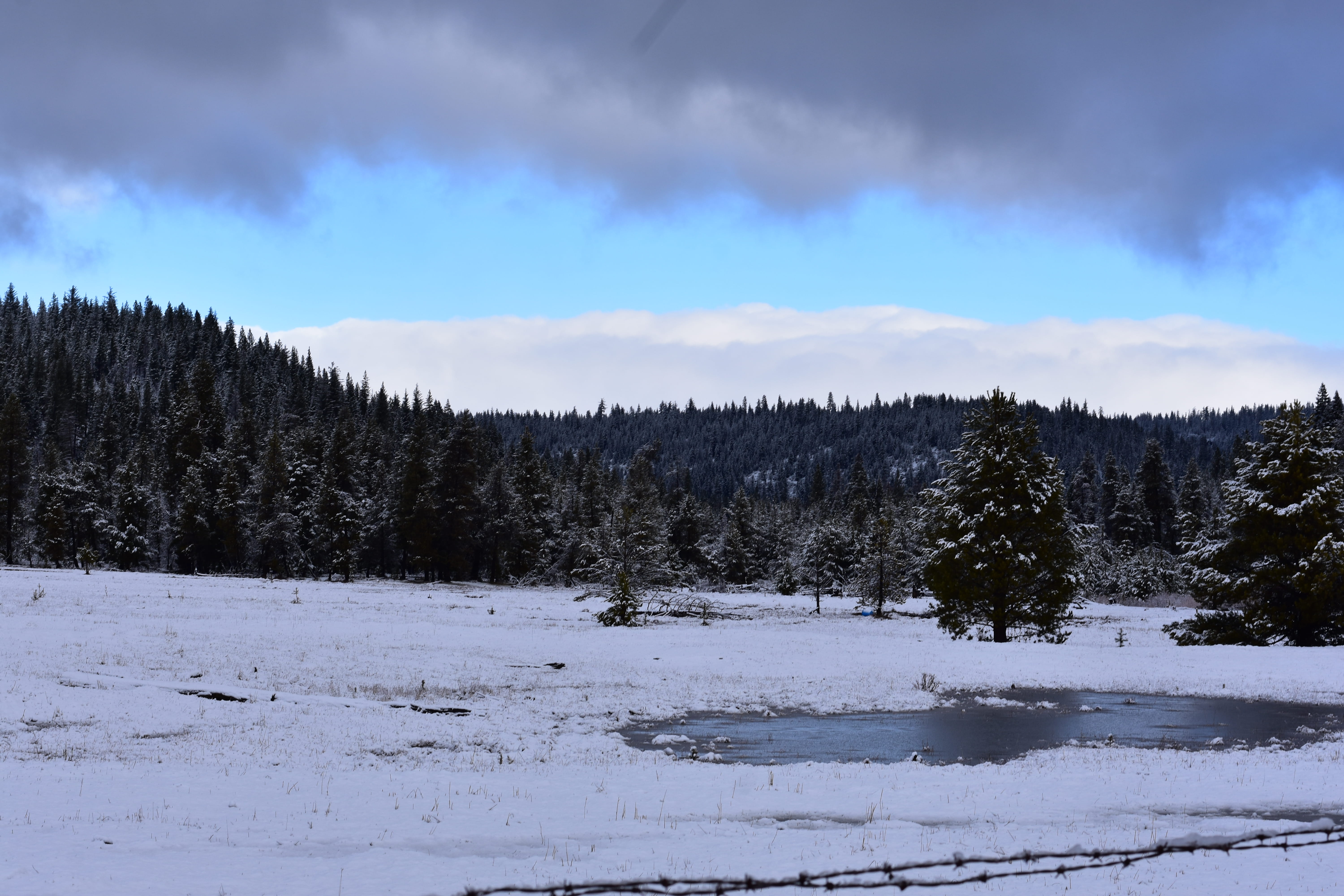 day, plant, cloud - sky, nature, chester, coniferous tree, land, snow, non-urban scene, growth, outdoors, environment, beauty in nature, tree, scenics - nature, HD Wallpaper