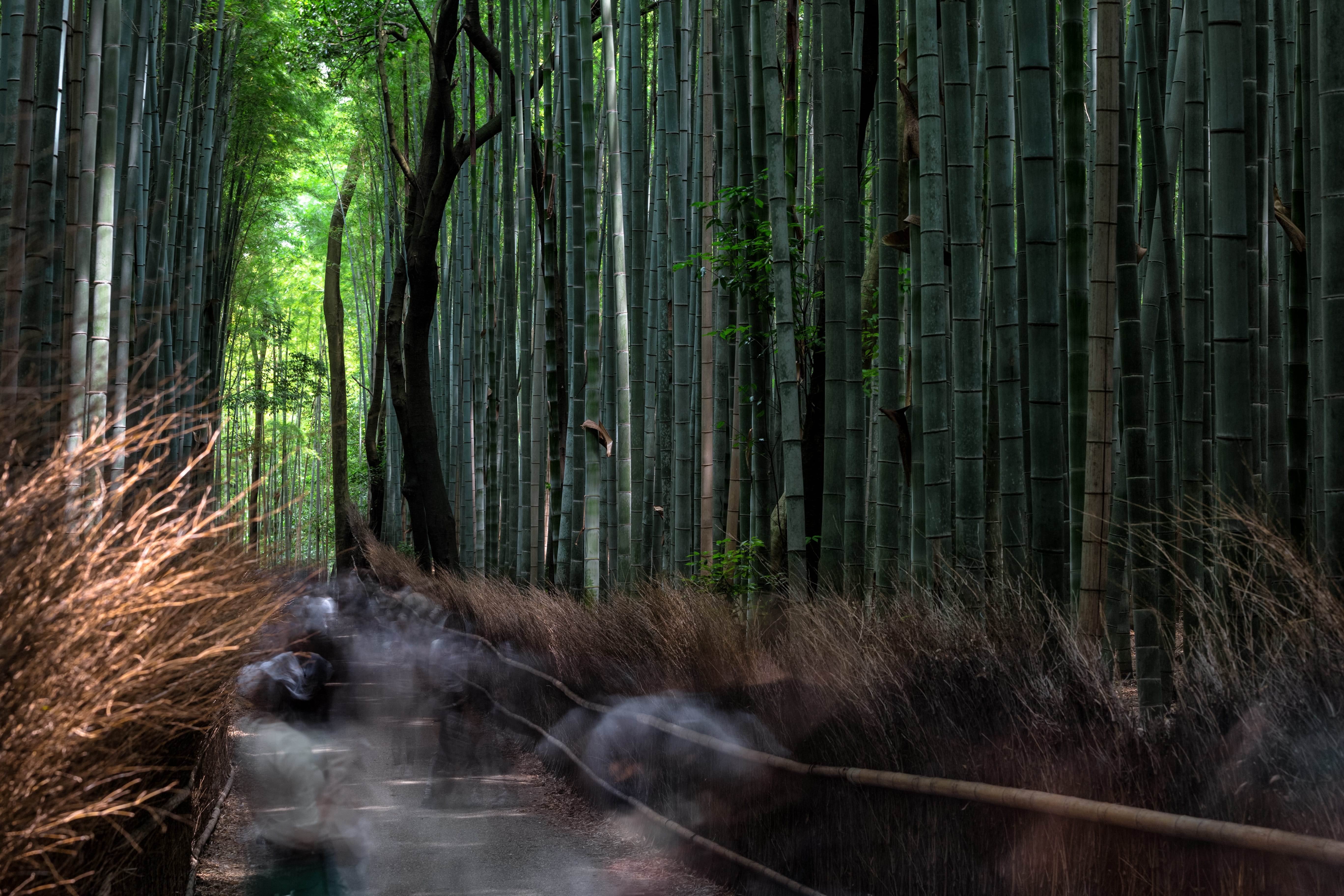 travel, plant, people, nature, green, trunk, environment, grove, travel photography, beauty in nature, kyoto, path, bamboo grove, japan, non-urban scene, HD Wallpaper