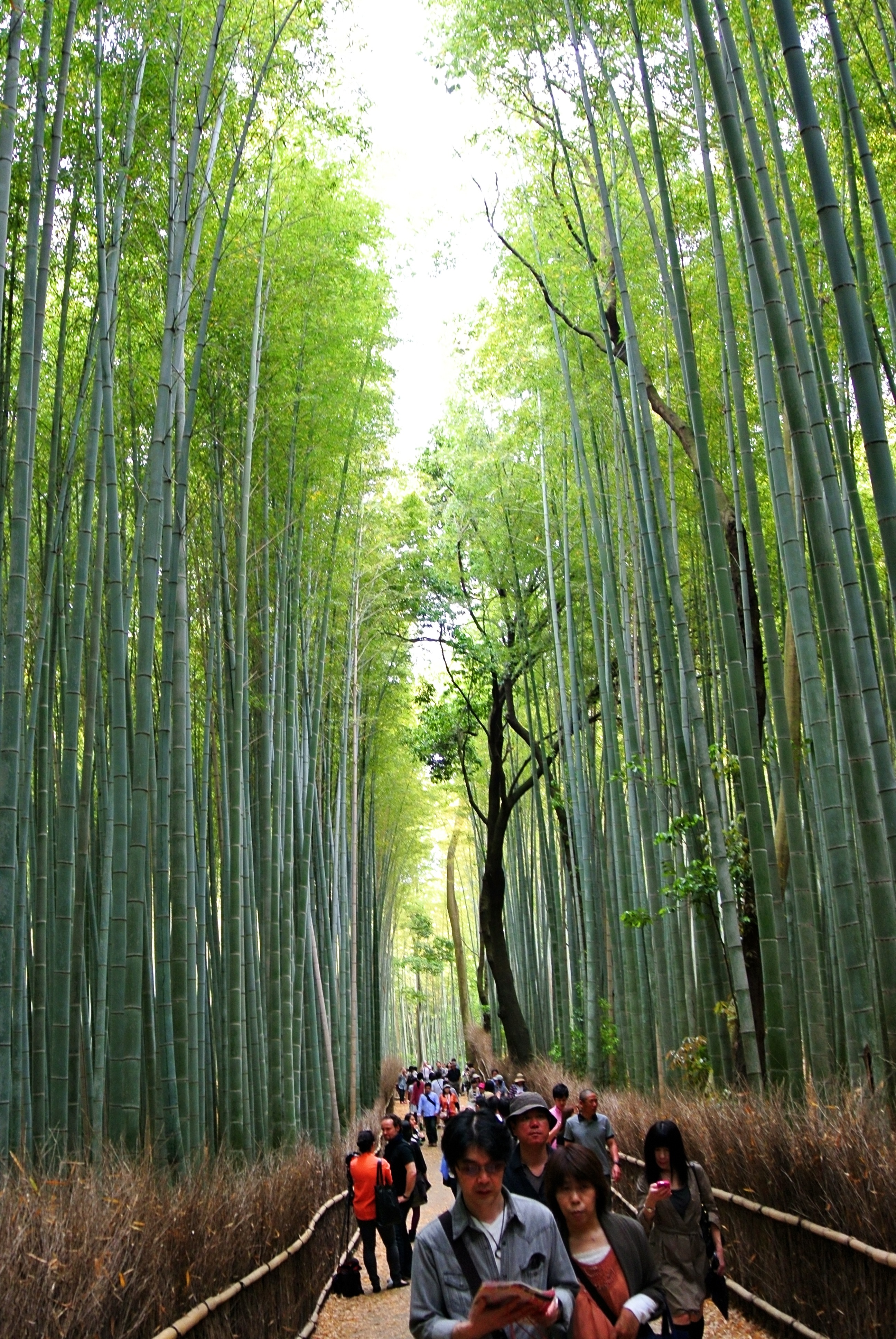 outdoors, women, tranquility, green color, growth, bamboo, day, beauty in nature, forest, sagano, bamboo grove, leisure activity, group of people, land, Phone HD Wallpaper
