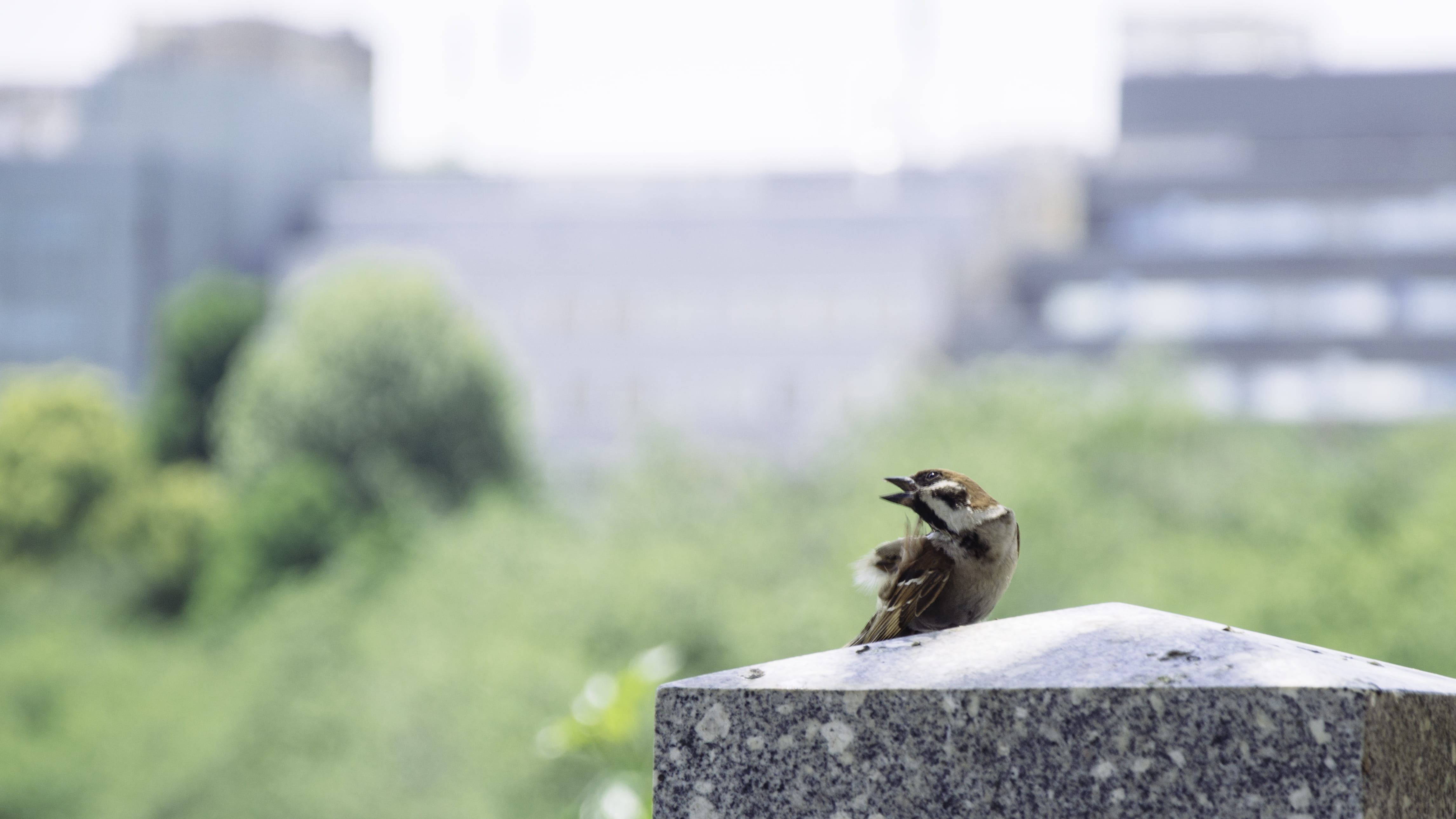 anthus, bird, mammal, tombstone, sparrow, animal, blue jay, vegetation, one animal, agelaius, plant, finch, water, rock - object, beak, tomb, vertebrate, HD Wallpaper
