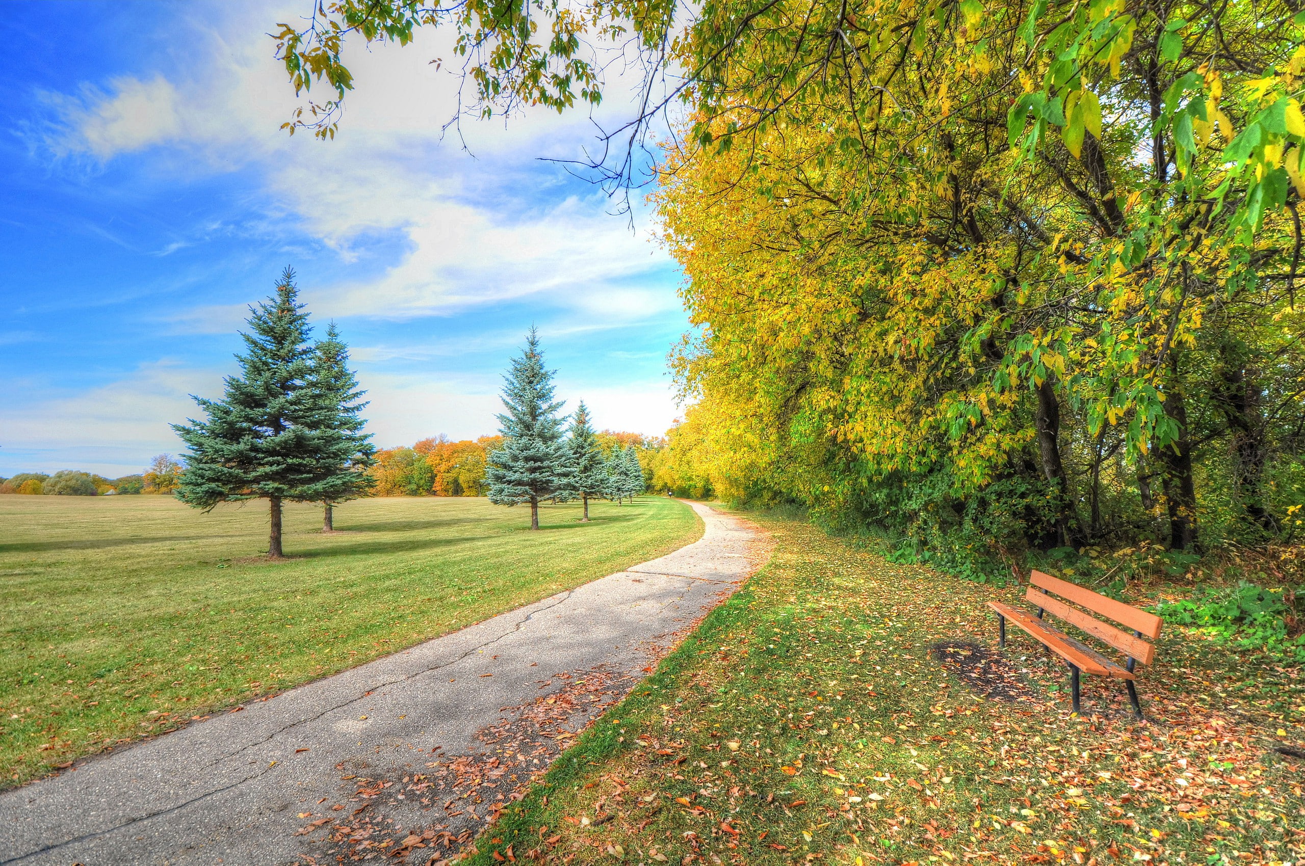 Bench, Nature, park, clouds, wooden, PATH, trees, grass, spruce, sky, brown, 2K, Autumn, HD Wallpaper