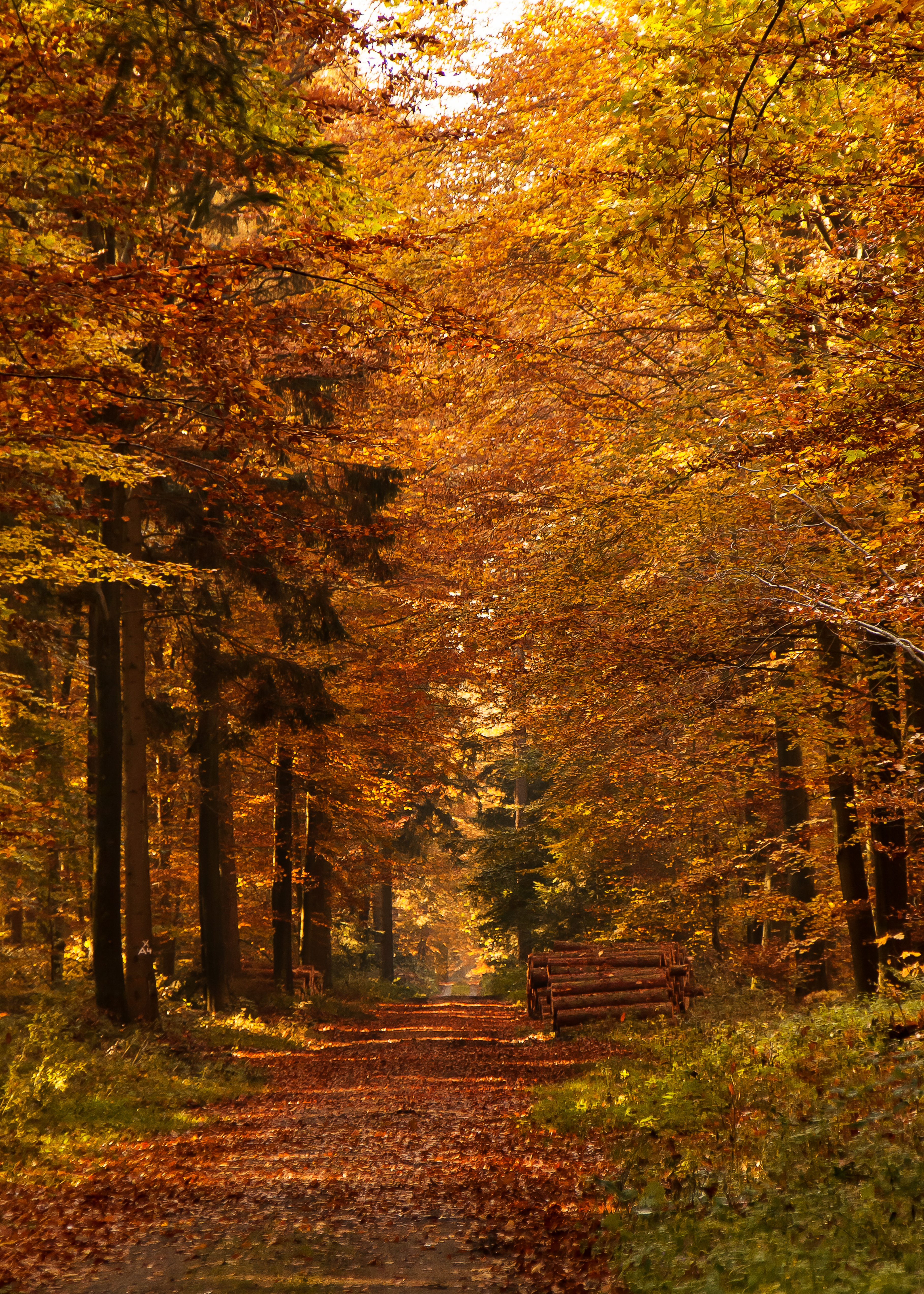 scenics, park - Man Made Space, yellow, nature, autumn, plant part, scenics - nature, back light, leaf, land, natural condition, brown, fall leaves, plant, Phone HD Wallpaper