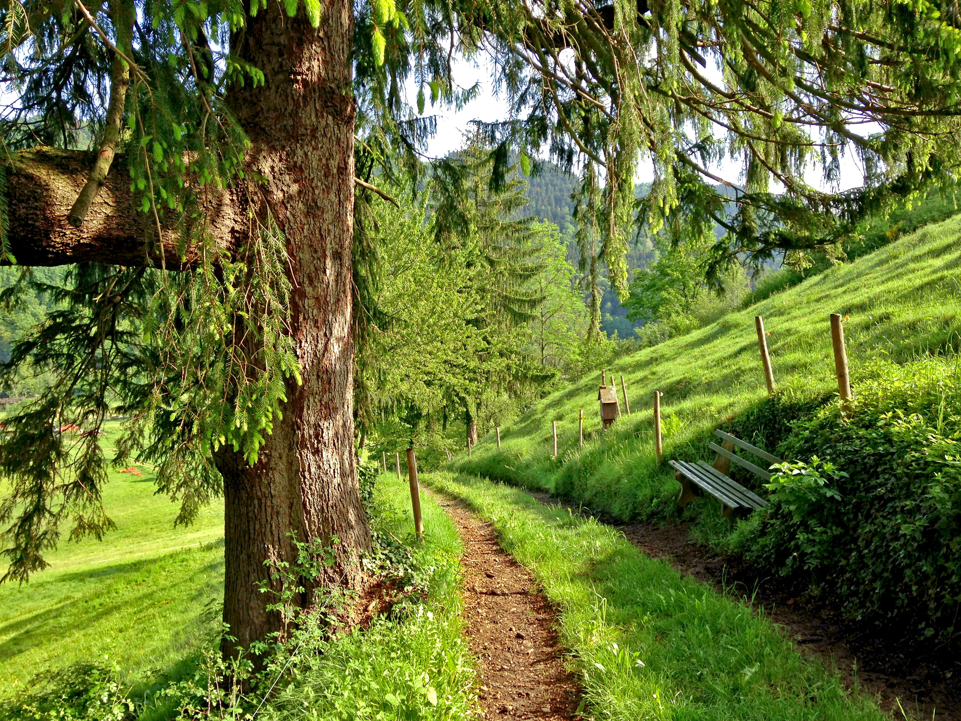 tree trunk, branch, direction, near, no people, the way forward, white, bike tour, fence, black forest, 2K, placed, trunk, path, environment, grass, field, HD Wallpaper