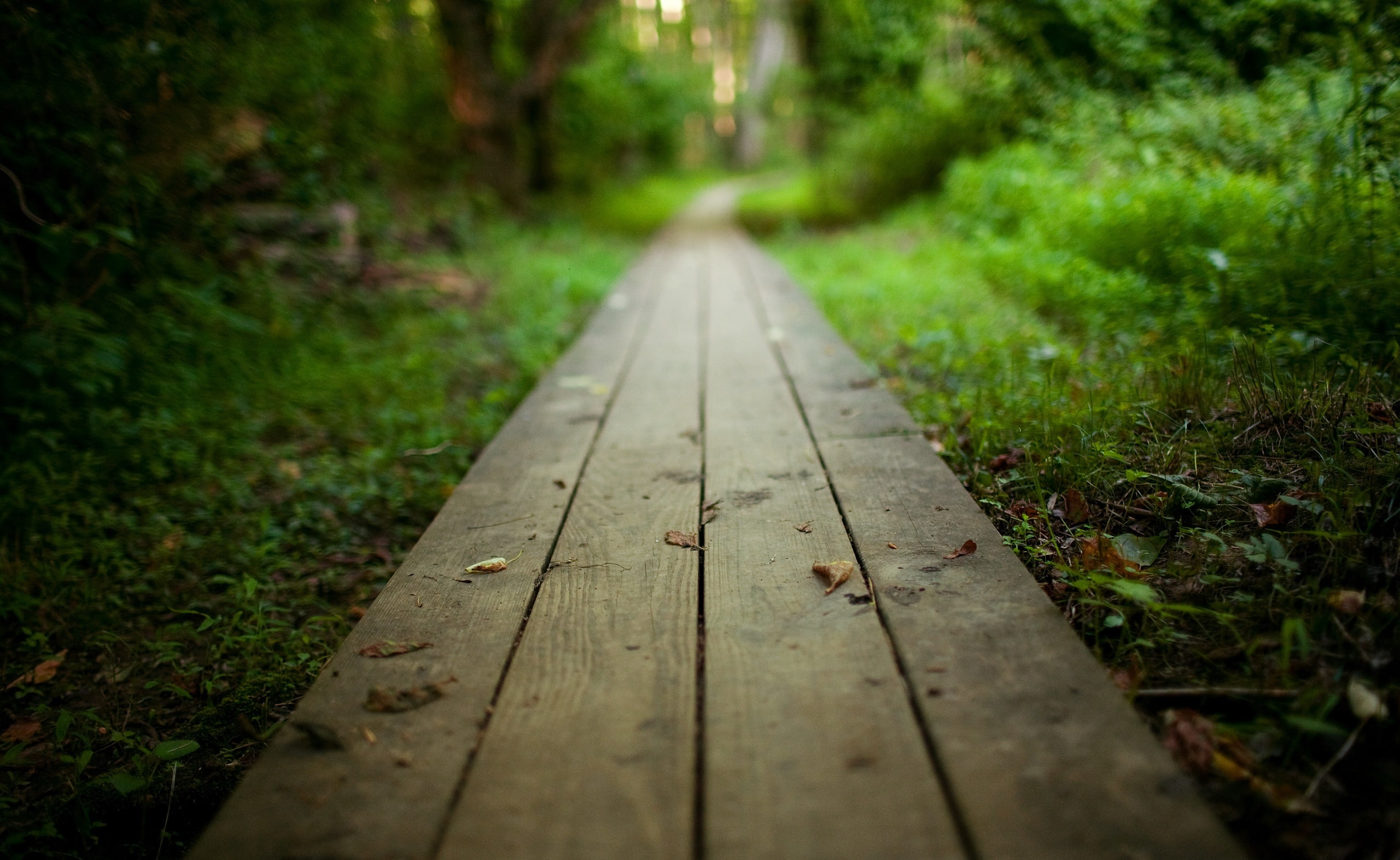 surface level, direction, forest, tree, focus on foreground, nature, vanishing point, wood - material, day, Summer, brown, diminishing perspective, pathway, HD Wallpaper