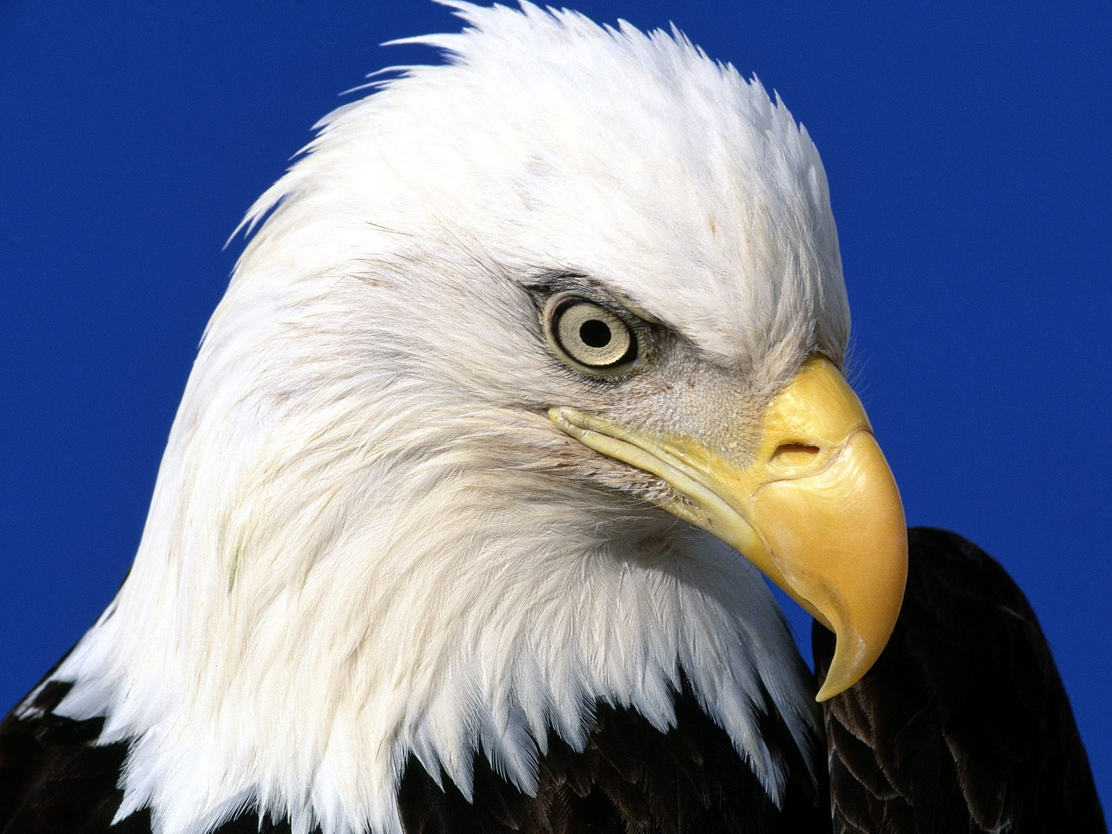 noble, eagle, 720P, bald, lead, HD Wallpaper