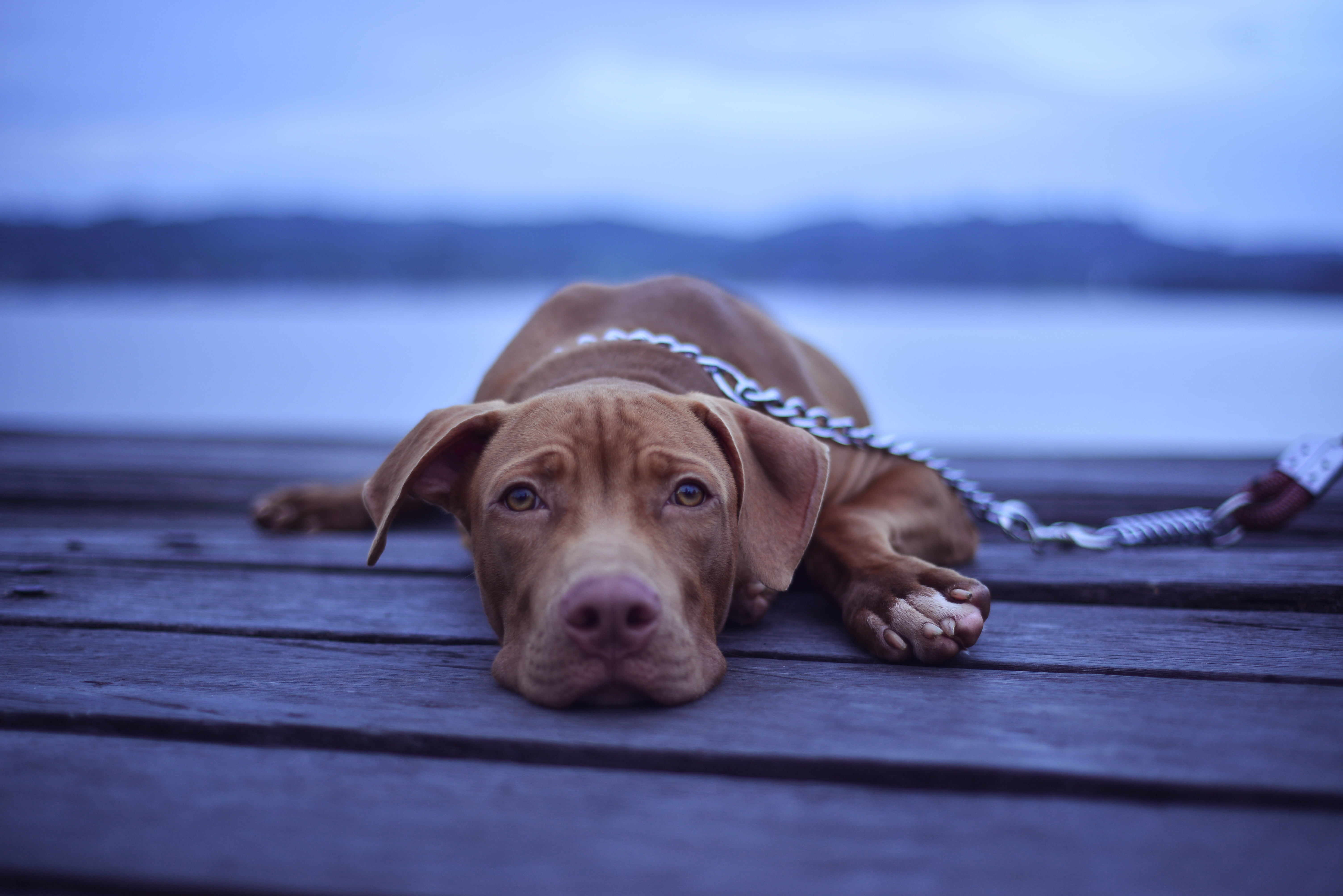dog, mammal, focus on foreground, sitting, nature, muzzle, summer, 5K, puppy, day, vertebrate, surface level, lies, portrait, one animal, purebred Dog, HD Wallpaper