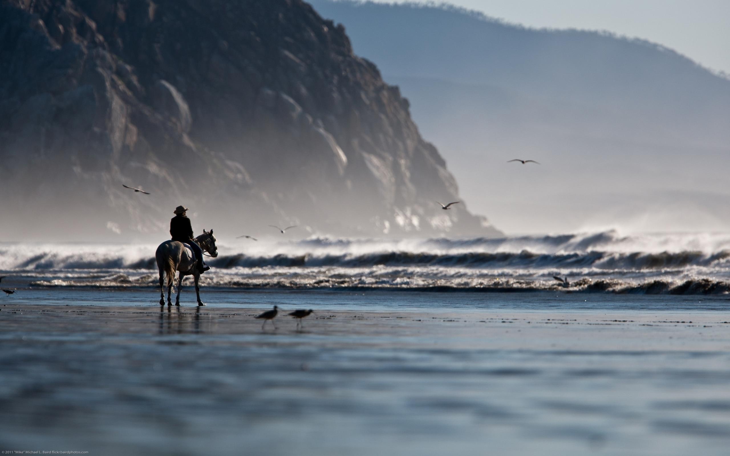 2K, leading, near, background, mountains, sea gulls, body, horse, beautiful, rocks, waves, riding, seagulls, man, sand, water, tilt shift, HD Wallpaper