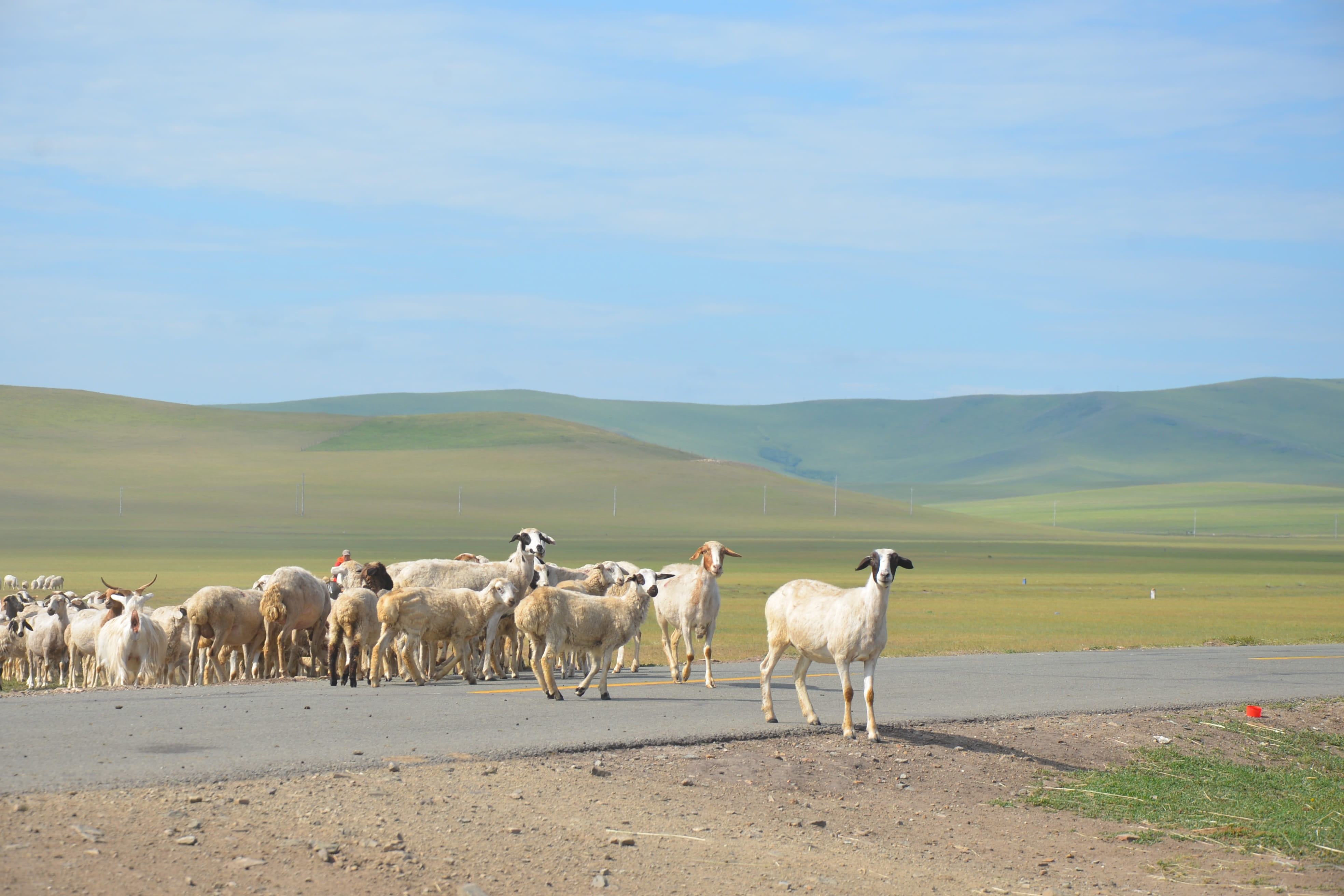 vertebrate, domestic, 4K, animal themes, large group of animals, herbivorous, mountain, mammal, sky, environment, beauty in nature, landscape, field, no people, HD Wallpaper