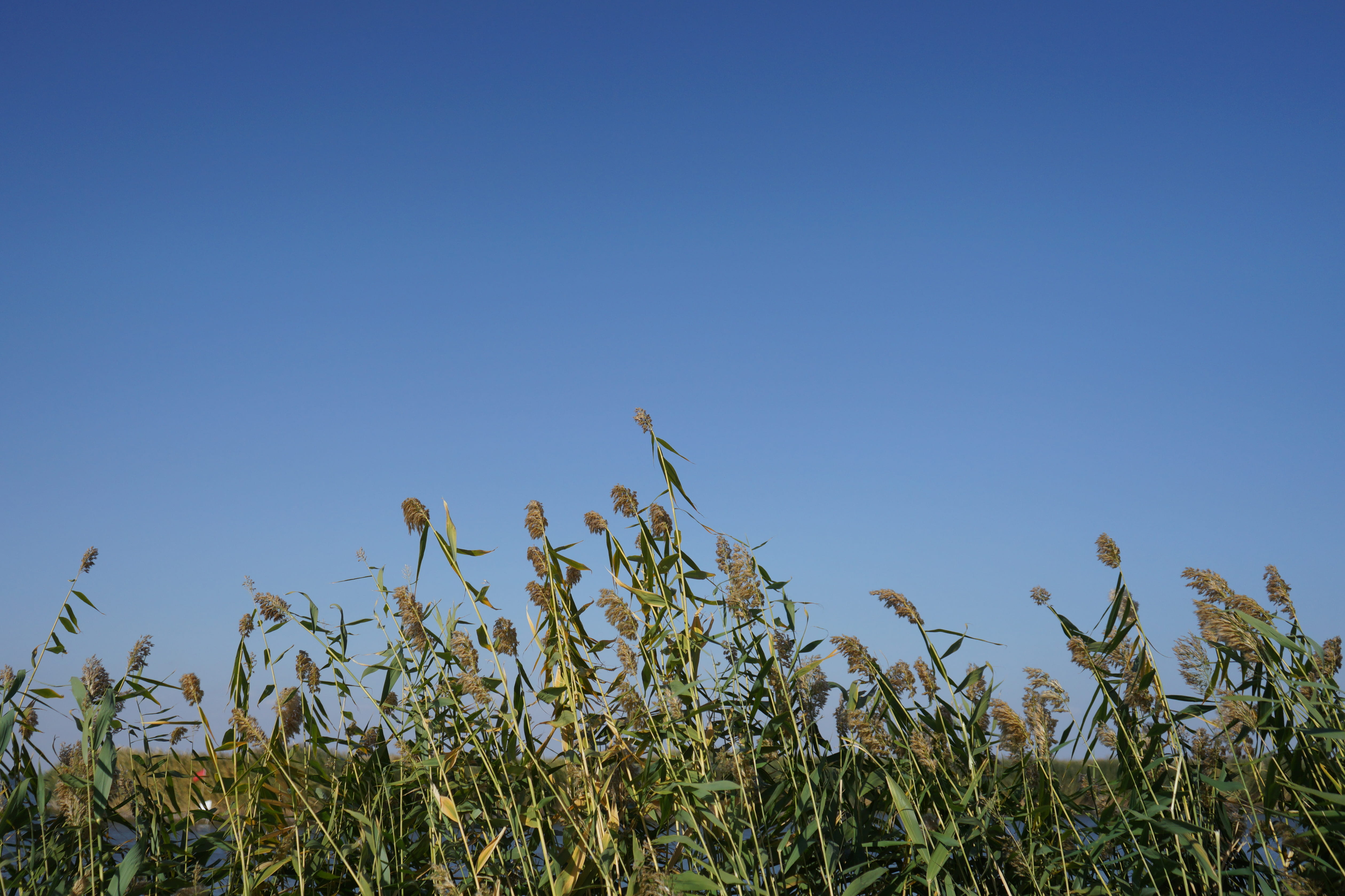 crop, field, day, copy space, fall, clear sky, outdoors, scenics - nature, landscape, tranquility, beauty in nature, no people, nature, plant, reed, stalk, HD Wallpaper