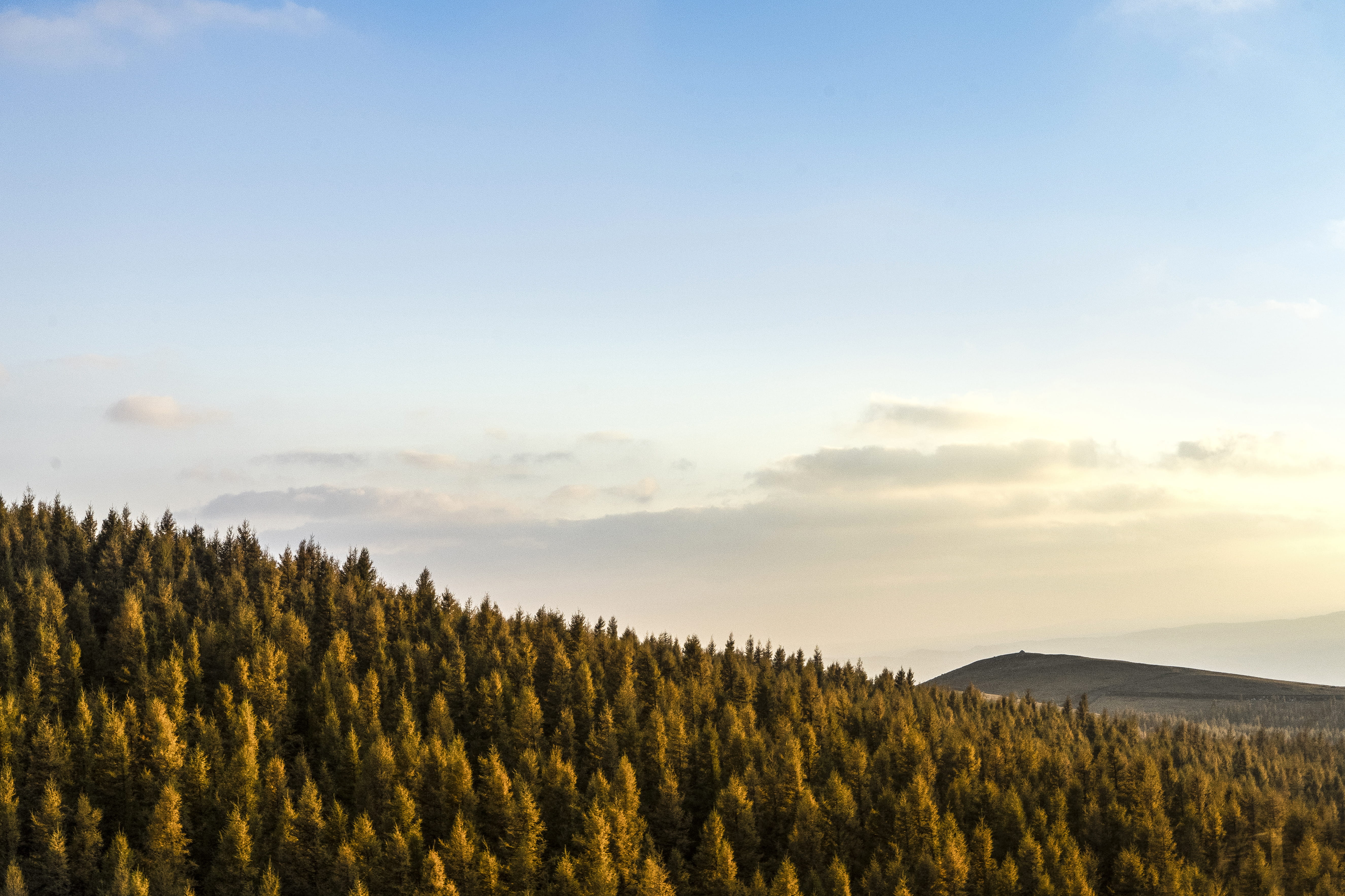 pine woodland, environment, autumn, tranquil scene, scenics - nature, coniferous tree, landscape, non-urban scene, 5K, cloud - sky, tree, outdoors, nature, HD Wallpaper