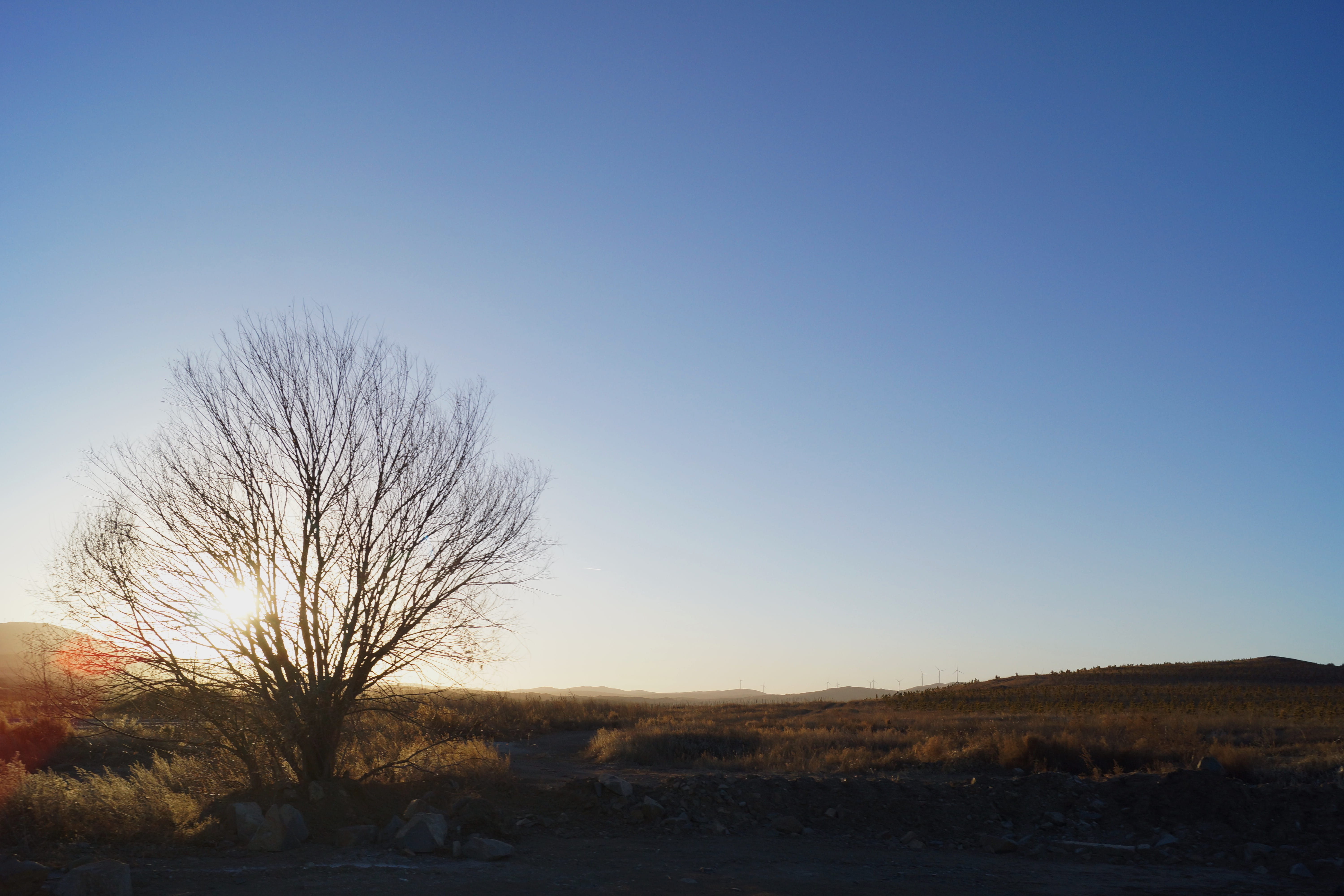 China, desert, sky, 5K, bare tree, dusk, field, clear sky, Inner Mongolia, environment, beauty in nature, Landscape, dawn, plant, blue, tranquility, red sky, HD Wallpaper