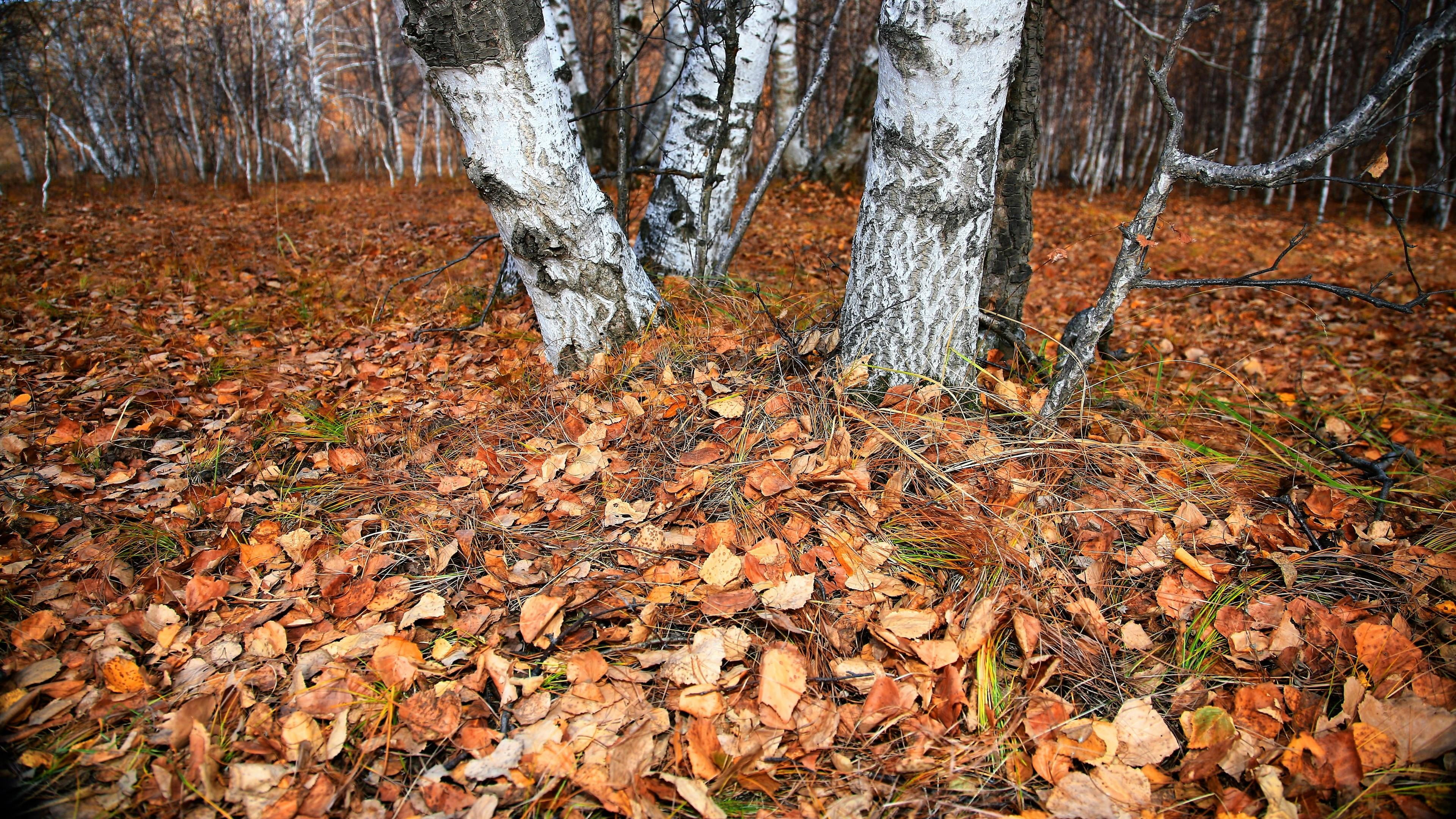 plant part, day, tranquility, orange color, trunk, tree, autumn collection, autumn, change, tree trunk, land, 4K, plant, inner-mongolia, falling, fall, HD Wallpaper