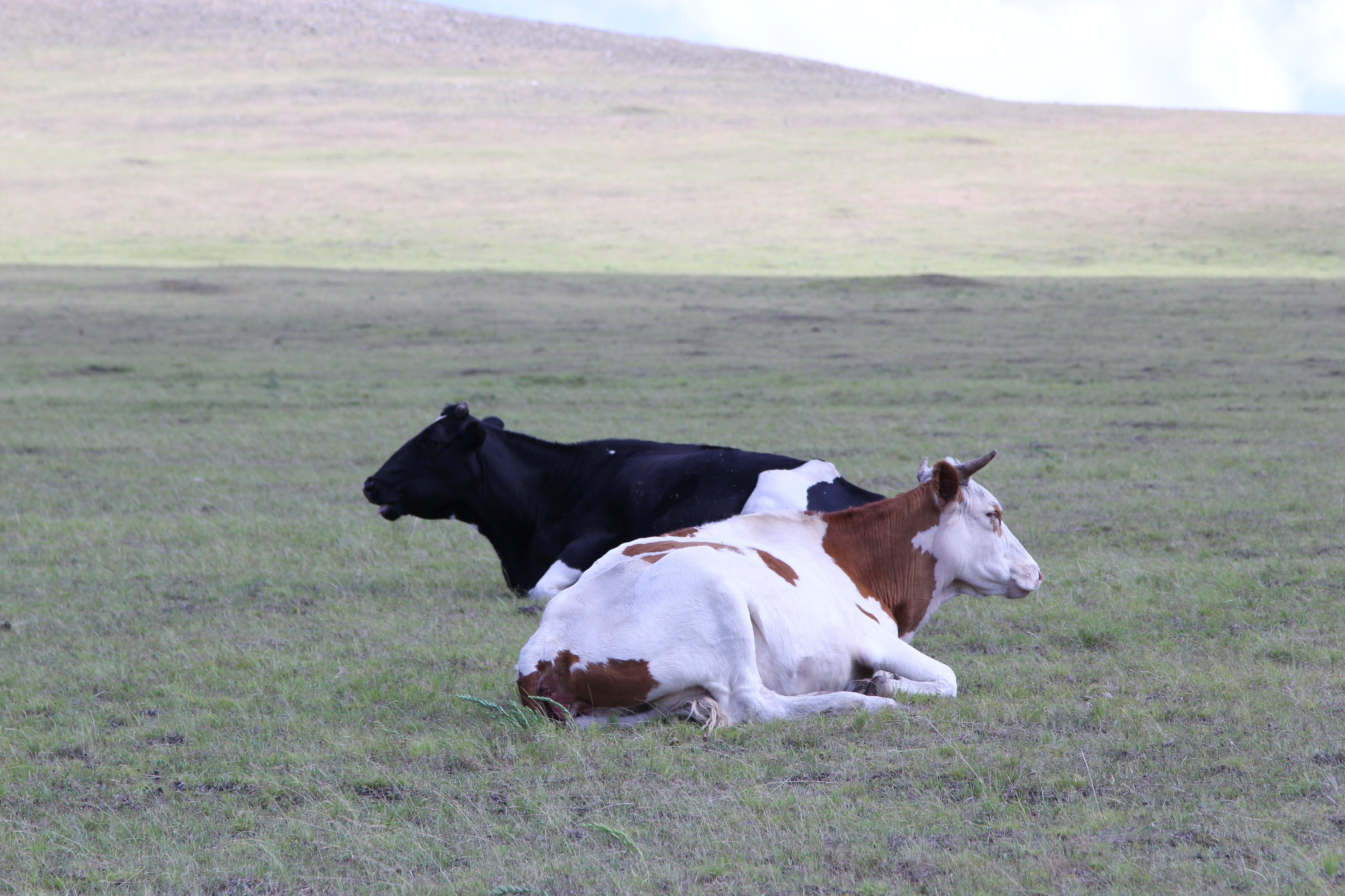 vertebrate, grass, group of animals, field, inner mongolia, domestic animals, ranch, day, landscape, plant, herbivorous, agriculture, no people, 5K, prairie, HD Wallpaper