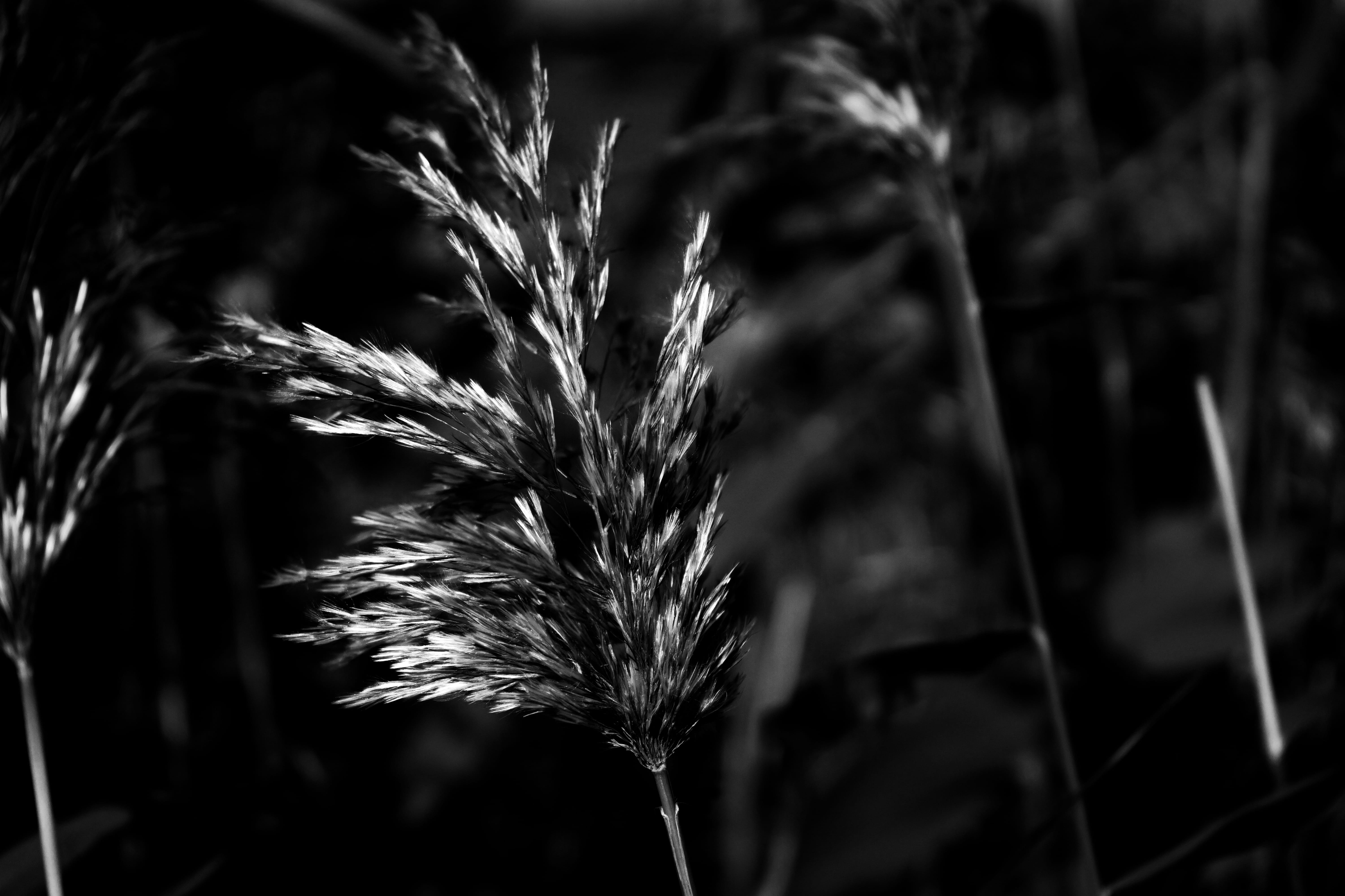 outdoors, freshness, field, inner mongolia, china, autumn, nature, close-up, day, 5K, crop, plant, plant stem, growth, tranquility, agriculture, no people, HD Wallpaper