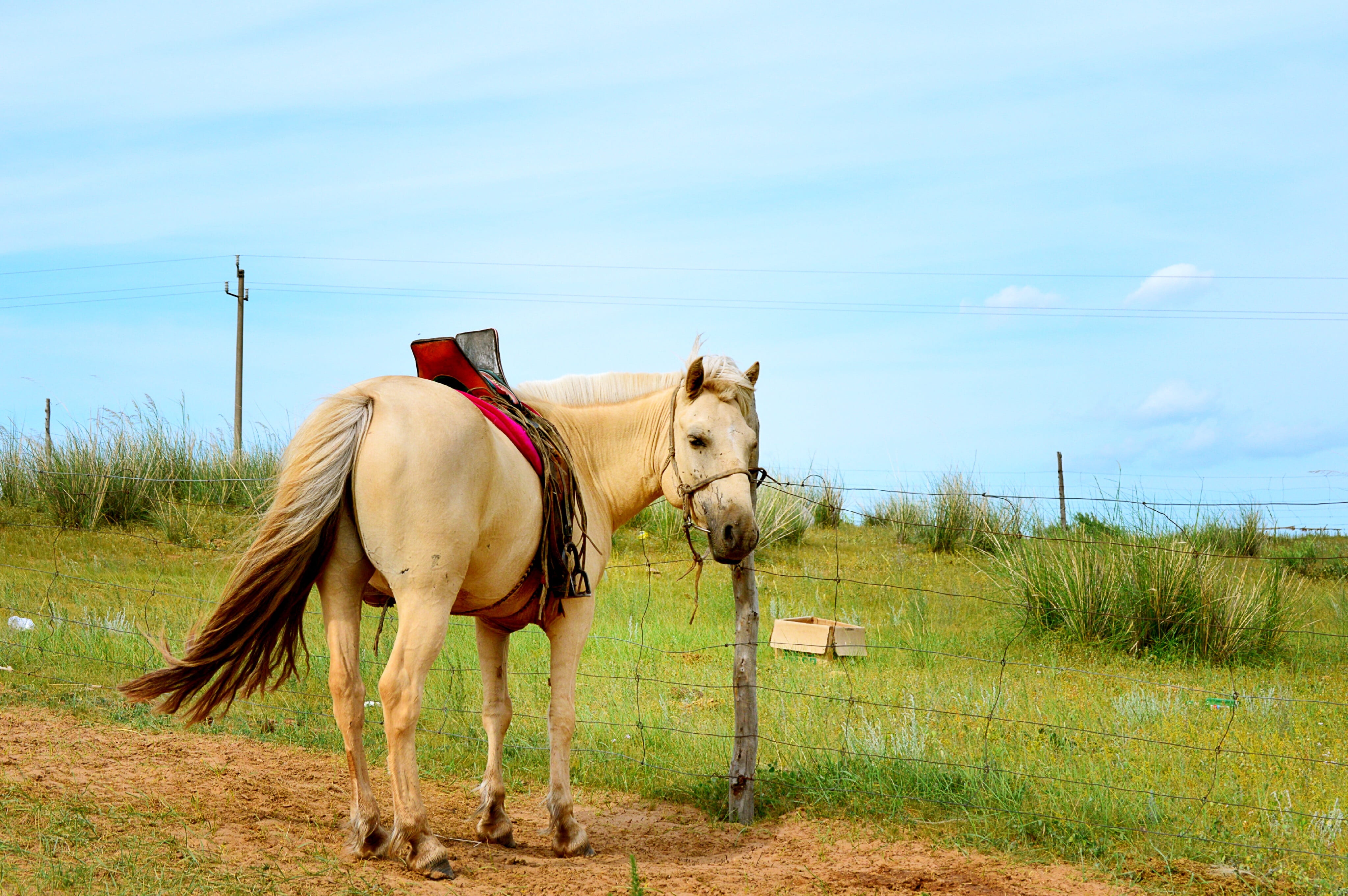 land, gol, no people, grass, one animal, nature, plant, pets, outdoors, horse, inner mongolia, animal wildlife, mammal, herbivorous, vertebrate, sky, domestic, HD Wallpaper