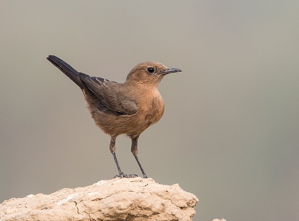 Basai, depth, bird Watching, Haryana, Nikon D500, field, brown, nature, Brown  Brown, photography, beak, Brown Rockchat, Bird, depth of field, animal, Cercomela fusca, HD Wallpaper