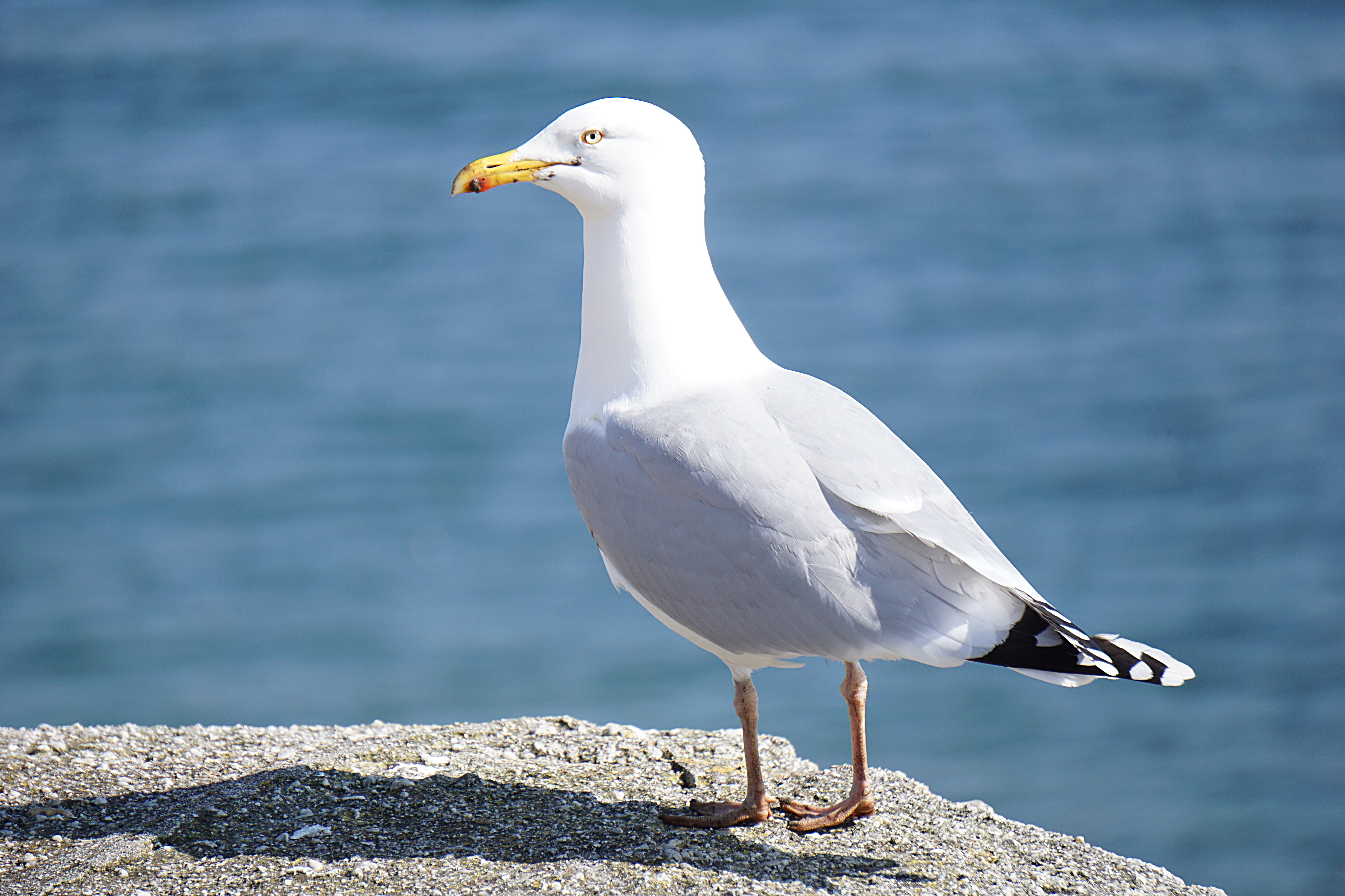 animal wildlife, feather, rock, day, animal themes, close-up, profile view, 5K, animals in the wild, white color, side view, standing, deep, no people, HD Wallpaper