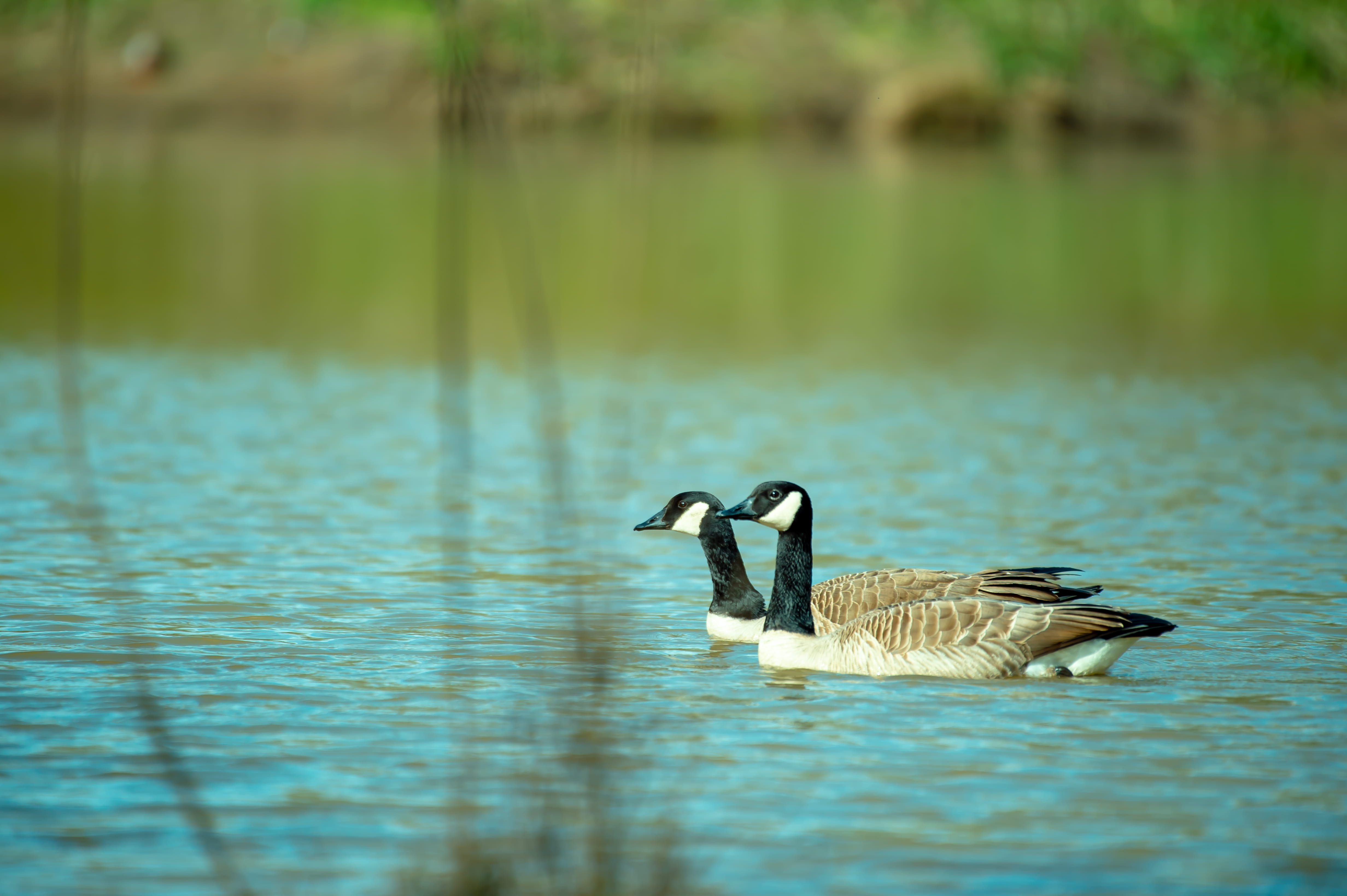 vertebrate, ducks, no people, floating on water, water, goose, beauty in nature, reflection, water bird, animal wildlife, feathers, close, animal photography, HD Wallpaper