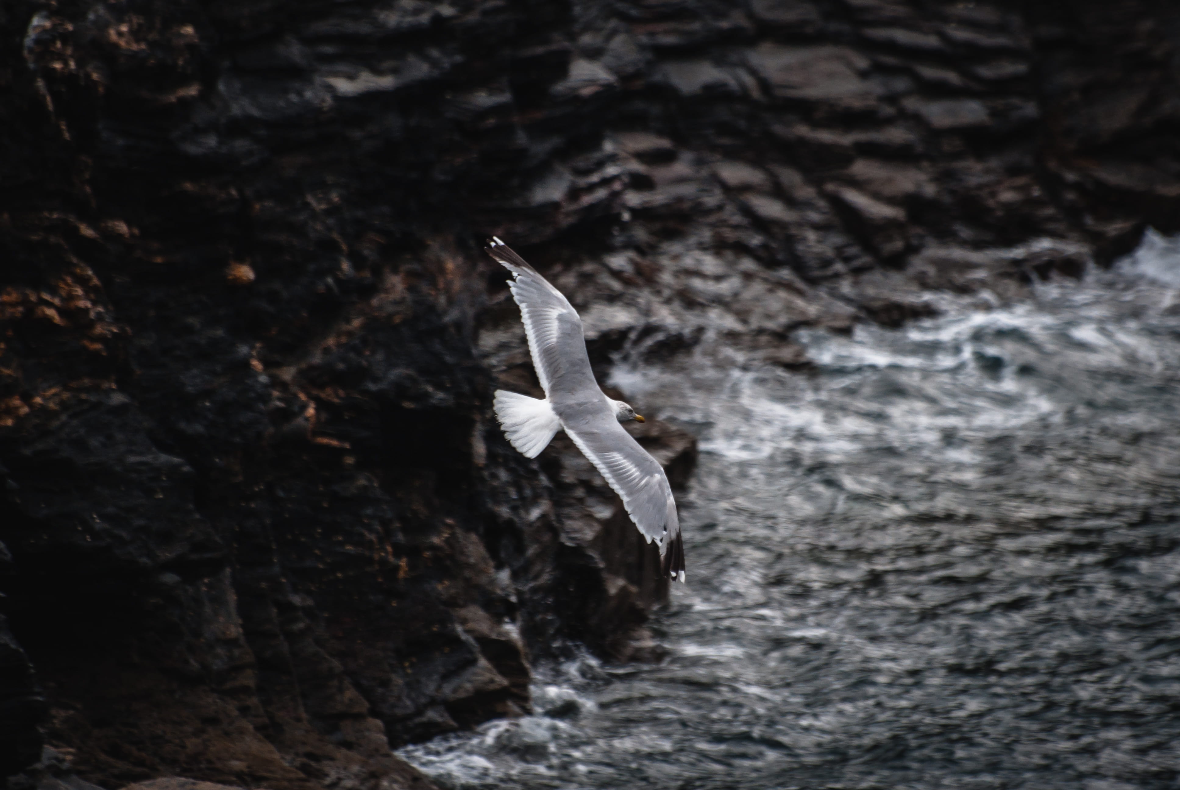 close-up, vulnerability, gull, depth of field, blur, close, sea, day, photography, textured, wings, tree trunk, plumage, focus, nature, fragility, no people, HD Wallpaper