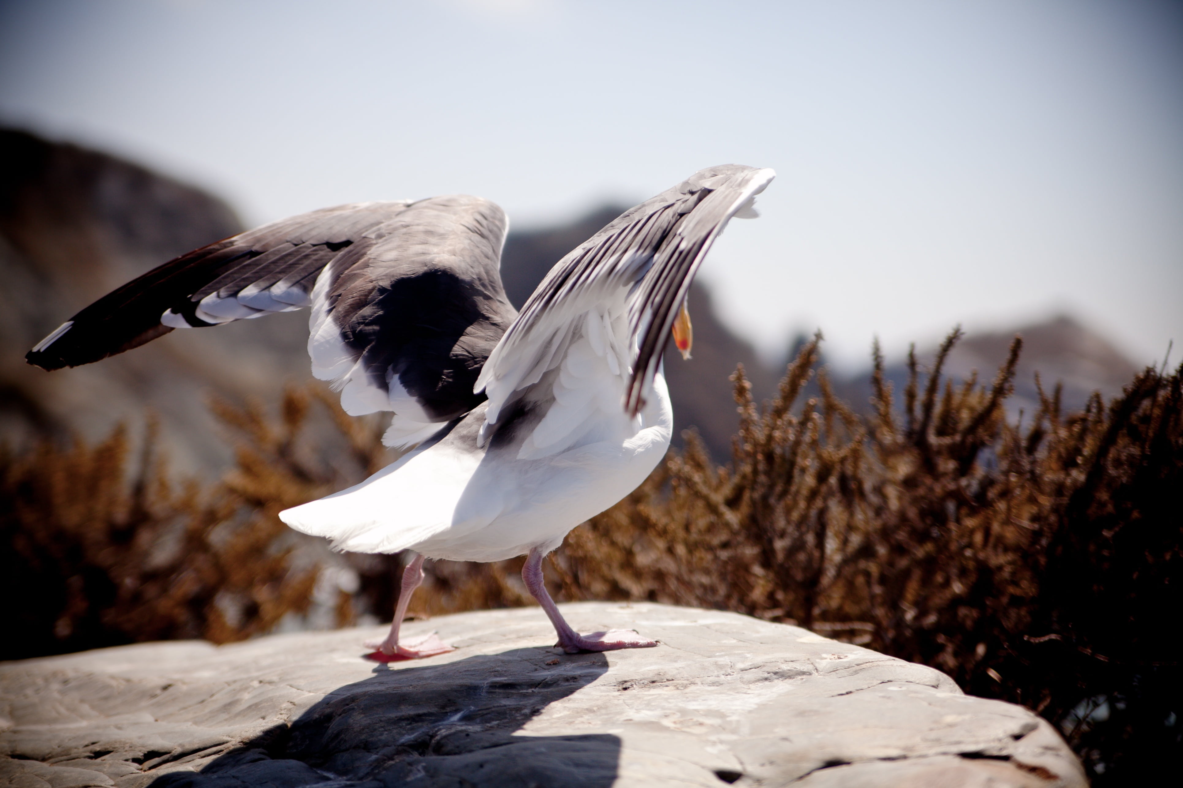 feathers, vertebrate, soar, animals in the wild, nature, day, wildlife, close-up, focus, photography, animal wildlife, 4K, no people, bird, air, full length, HD Wallpaper