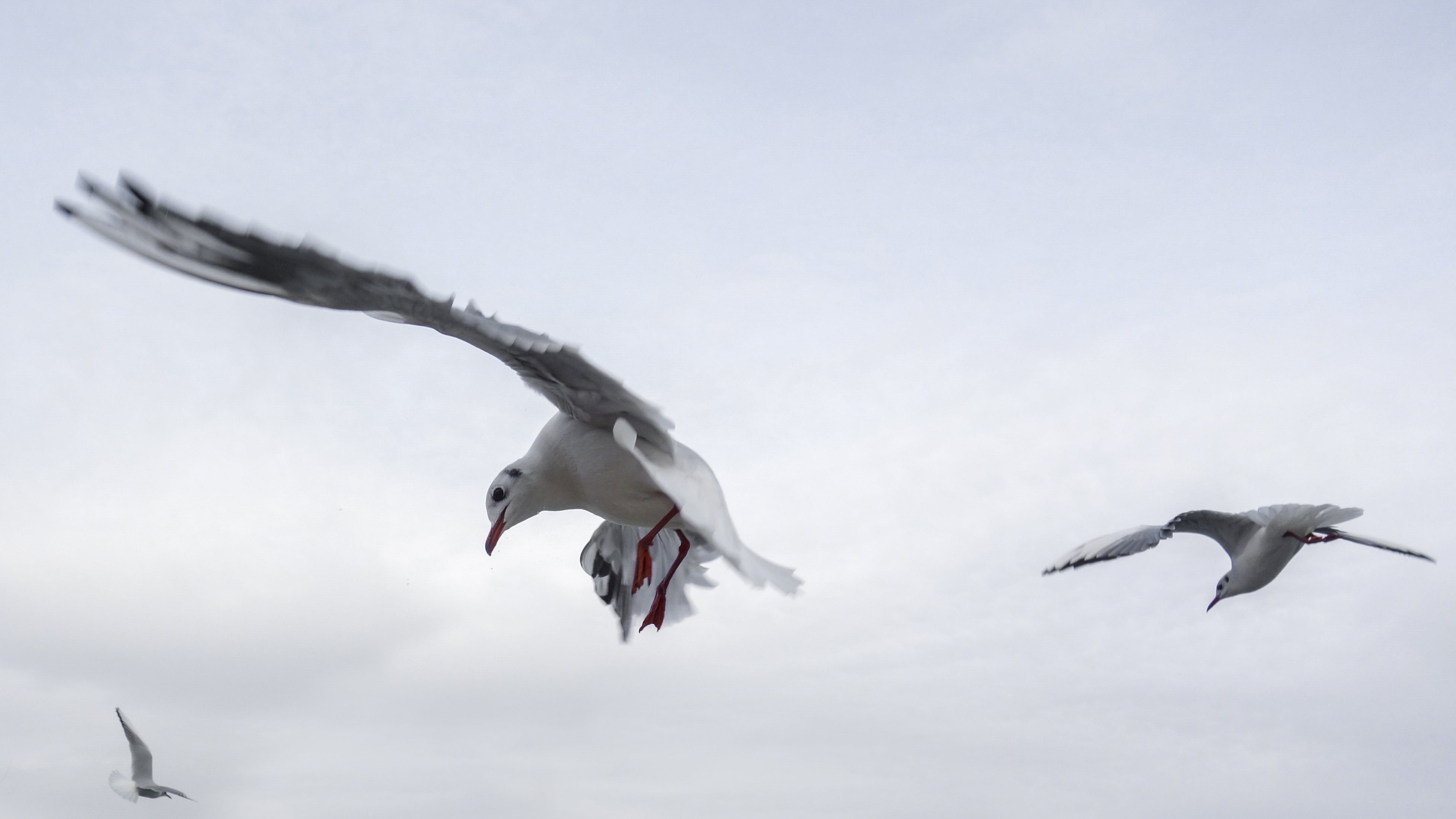 group of animals, two, sea, birds, flying, low, bird, wildlife, day, sky, clouds, aggression, no people, dom, fly, outdoors, gulls, vertebrate, plumage, HD Wallpaper