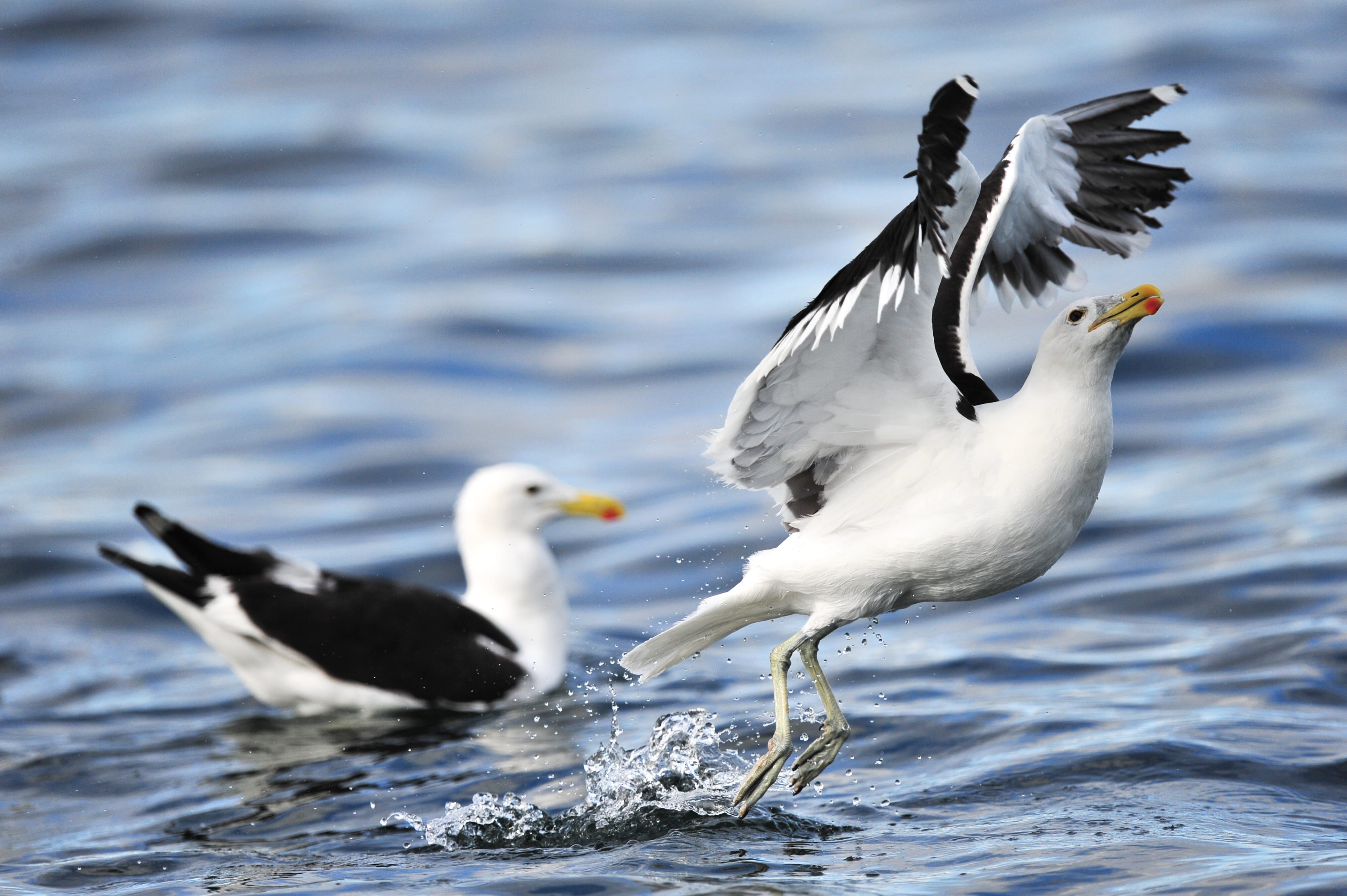 focus, animals in the wild, beak, survival, nature, profile view, fly, group of animals, outdoors, seagull, vertebrate, wildlife, flight, feathers, wings, HD Wallpaper