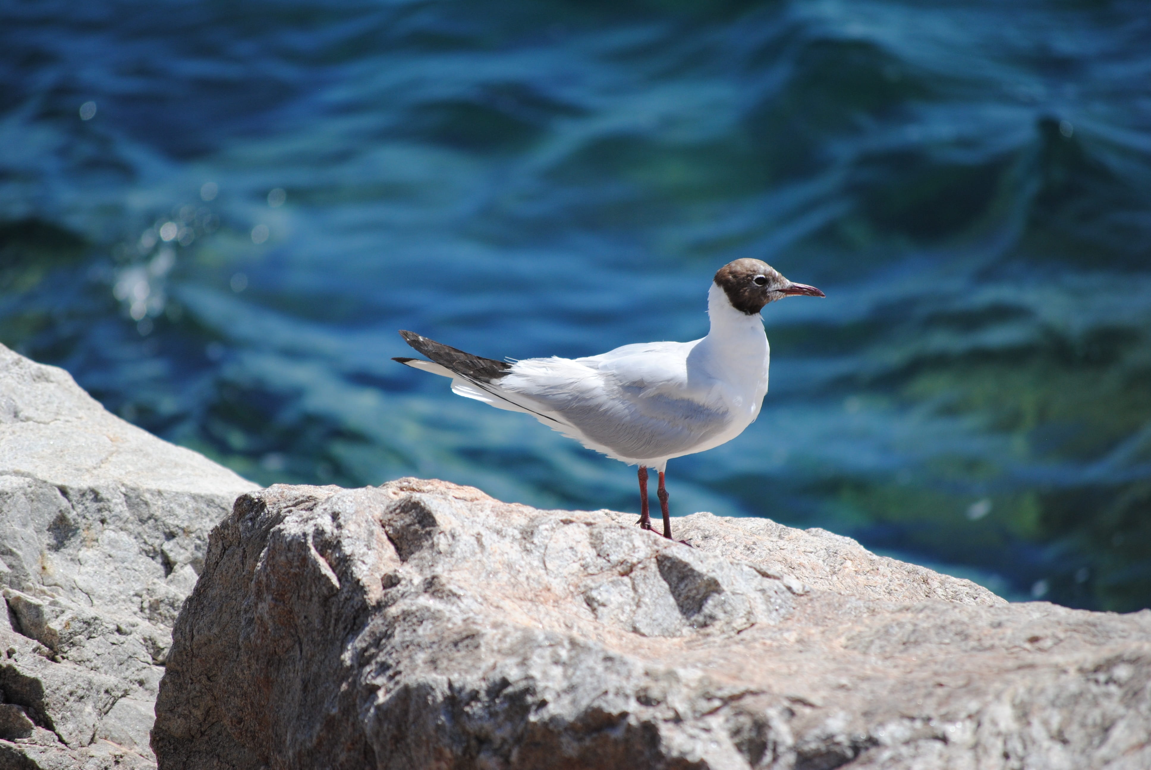 feather, summer, solid, ocean, sea, rock - object, gull, no people, wings, animal, Rock, 4K, animals in the wild, wave, beak, perching, Seagull, outdoors, HD Wallpaper