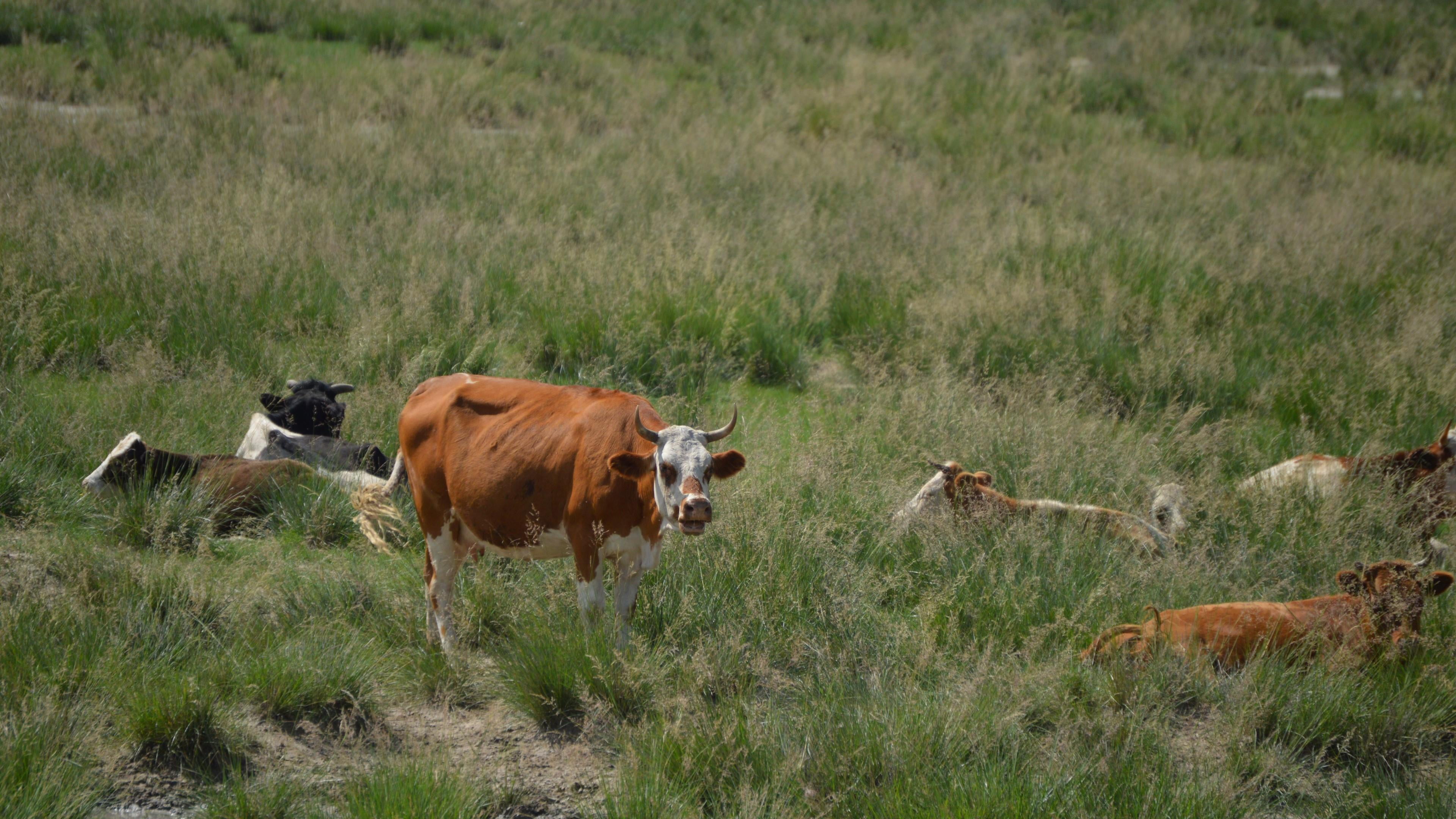 glassland, domestic animals, day, land, domestic, pets, mammal, growth, animal themes, china, cow, plant, nature, inner mongolia, grass, relax, cattle, HD Wallpaper