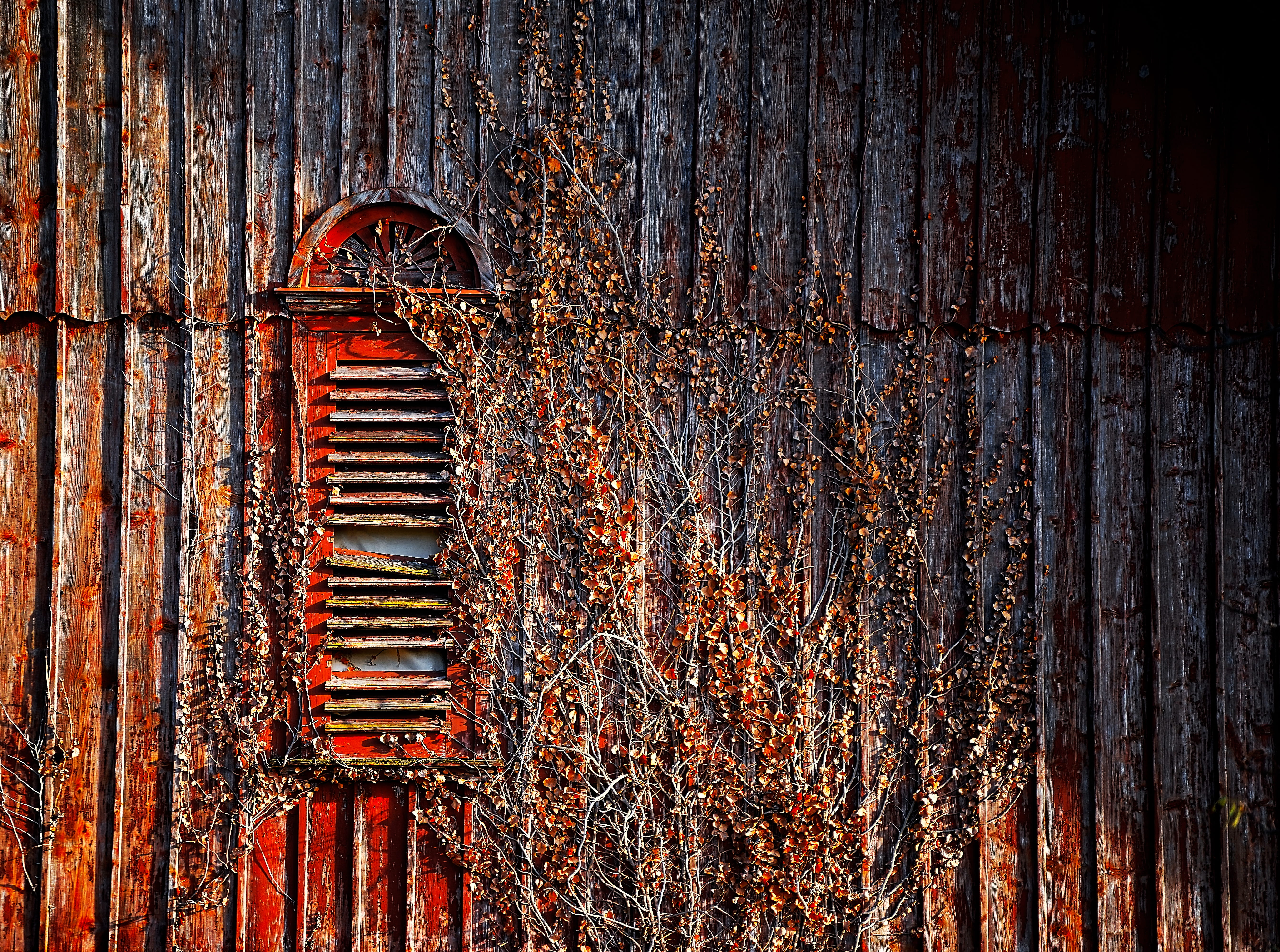 plant, old-fashioned, shutter, fence, wall - Building Feature, iron - Metal, barn, backgrounds, 5K, farm, wood - Material, light, sunlight, autumn, shadow, HD Wallpaper