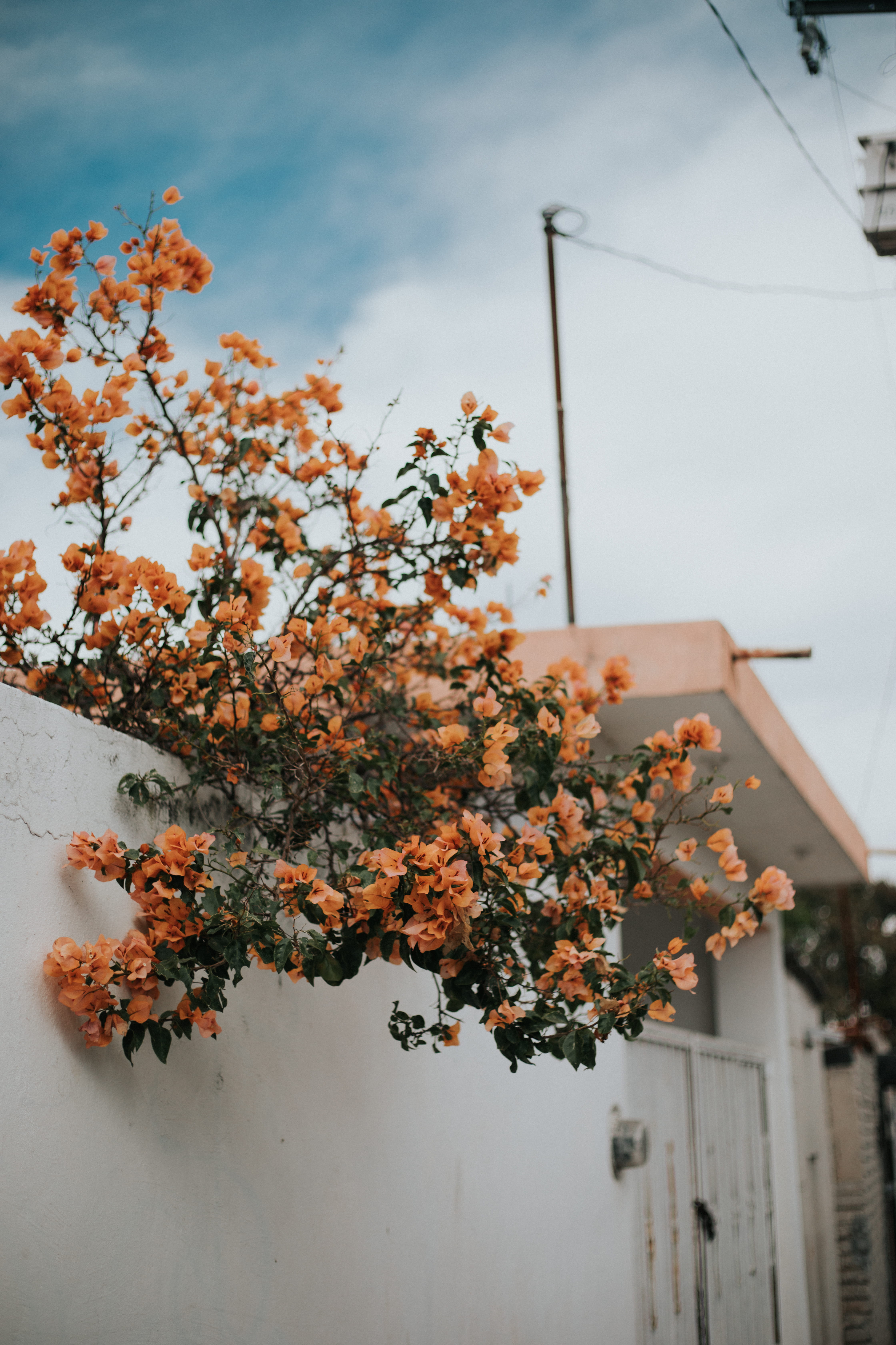 leaf, flower, 5K, no people, orange, outdoors, vegetation, bush, beauty in nature, architecture, home, change, tree, nature, house, flowering plant, day, Phone HD Wallpaper