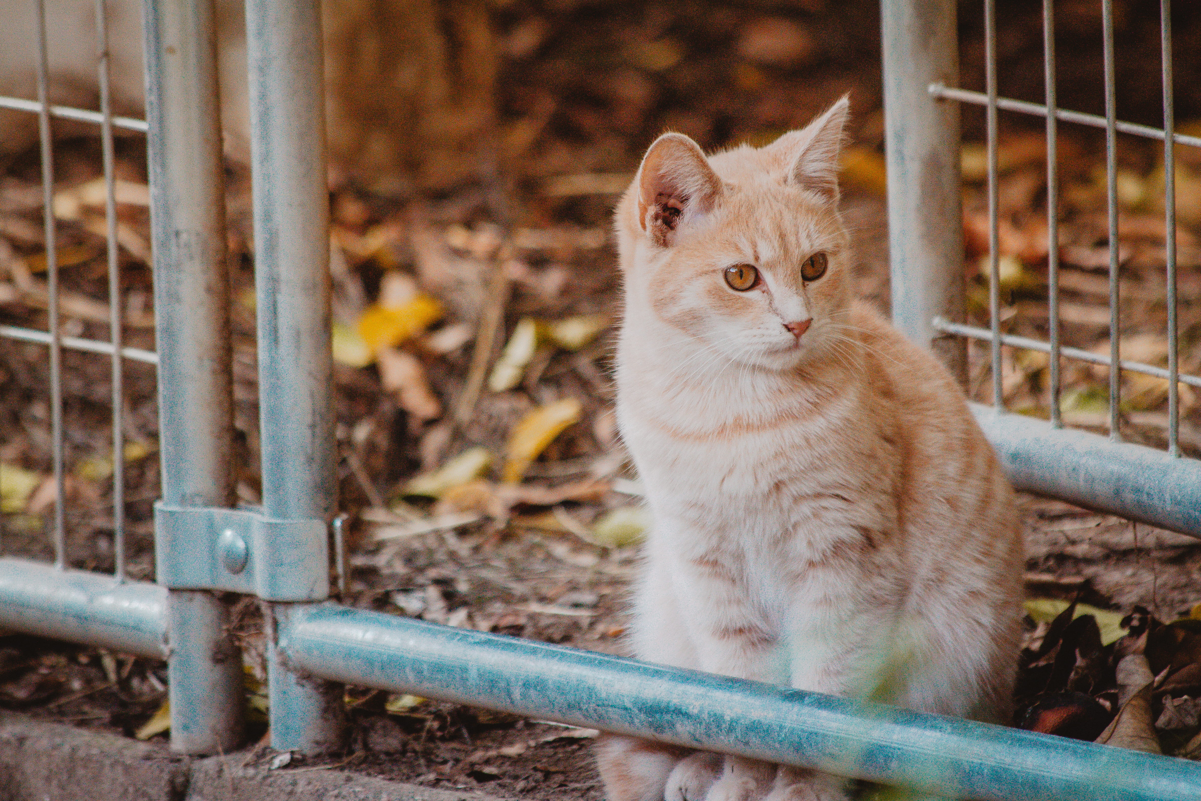 focus on foreground, feline, domestic cat, pets, kitten, boundary, pet, animal themes, vertebrate, domestic animals, fence, domestic, cat, metal, barrier, HD Wallpaper