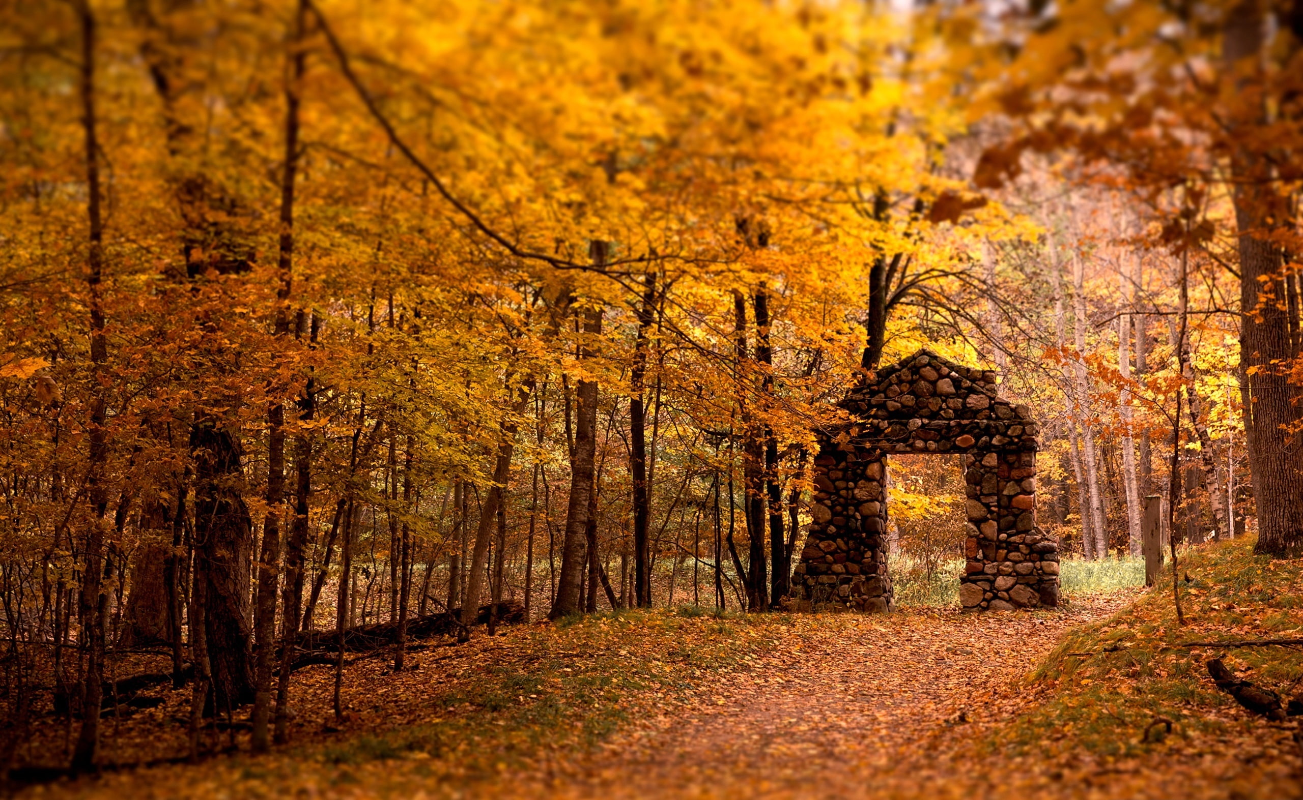 Autumn, growth, tree trunk, scenics - nature, leaf, forest, orange color, orange, trunk, beauty in nature, change, natural condition, pine woodland, 2K, HD Wallpaper