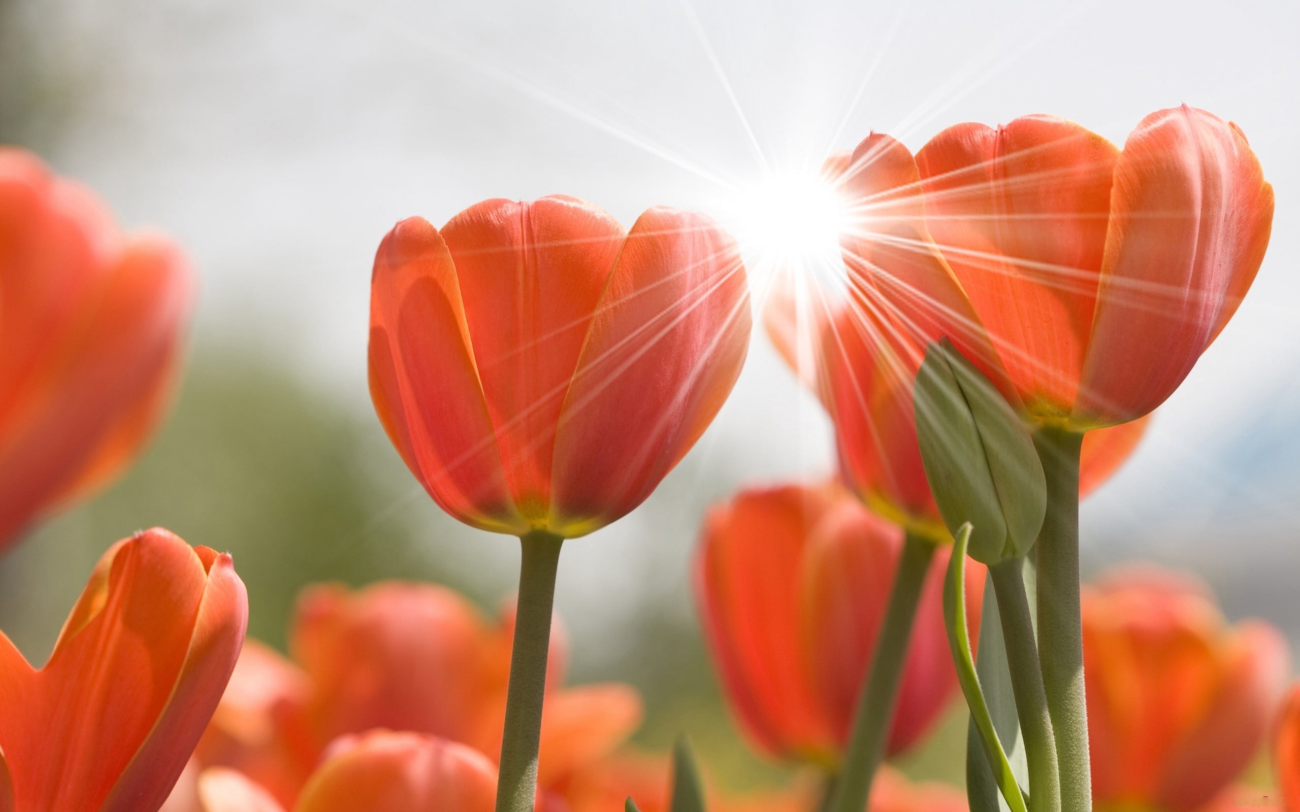 sunbeam, petal, green Color, close-up, rays, 2K, growth, buds, freshness, season, bouquet, decoration, focus on foreground, flower Head, orange, bright, HD Wallpaper