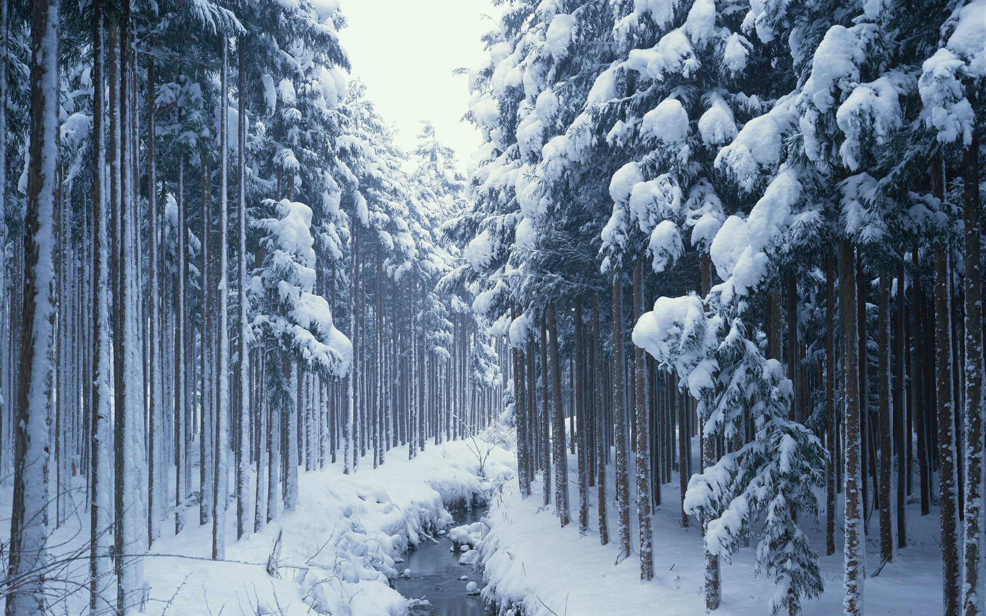 december, branch, woodland, mountain, 1080P, blizzard, landscape, freshness, nature, scenics - nature, tranquil Scene, cold - Temperature, fir Tree, young growth, HD Wallpaper