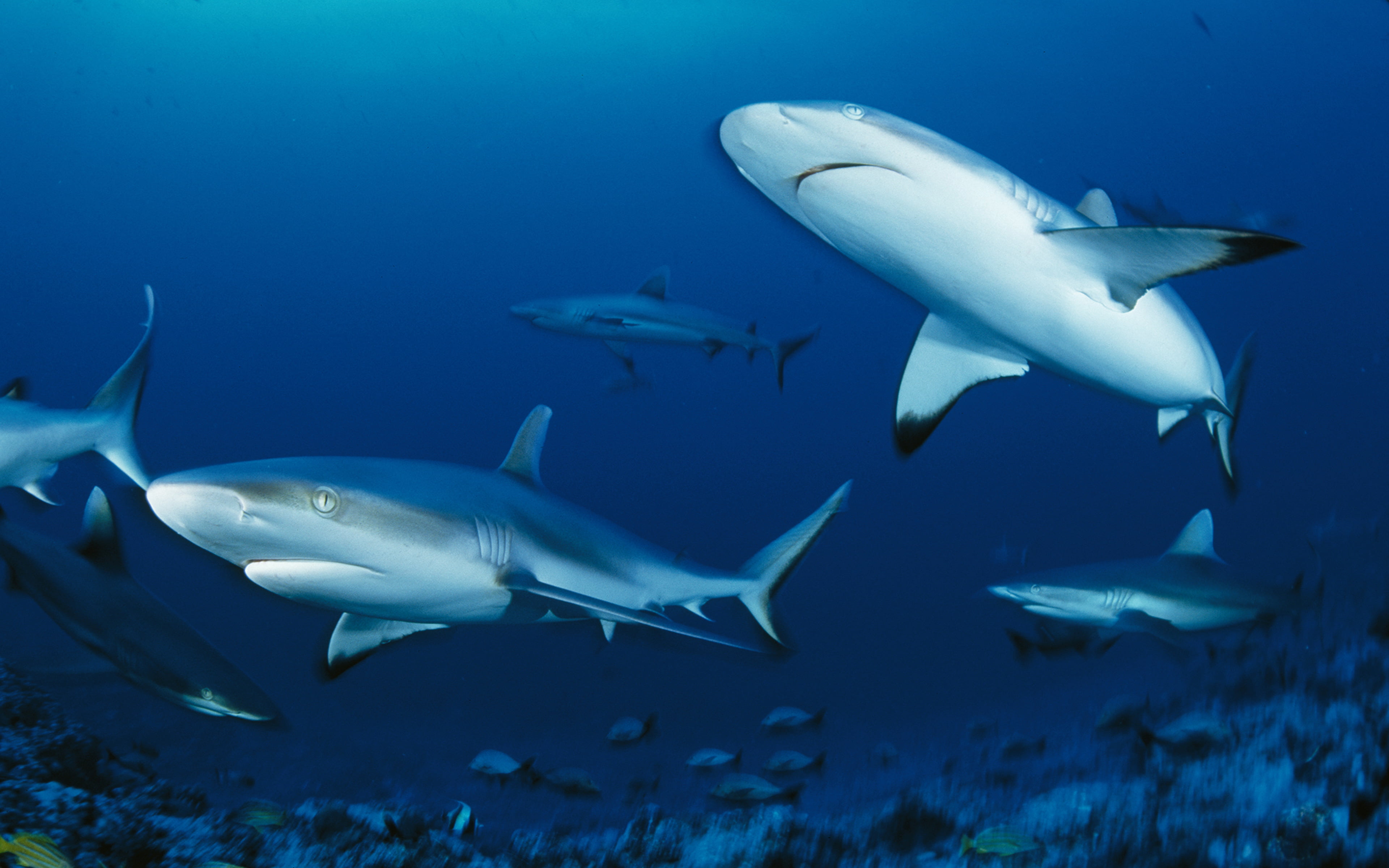 animal, swimming, group of animals, school of fish, vertebrate, underwater, picture, id, 4K, fish, warning sign, marine, blue, water, animal wildlife, HD Wallpaper