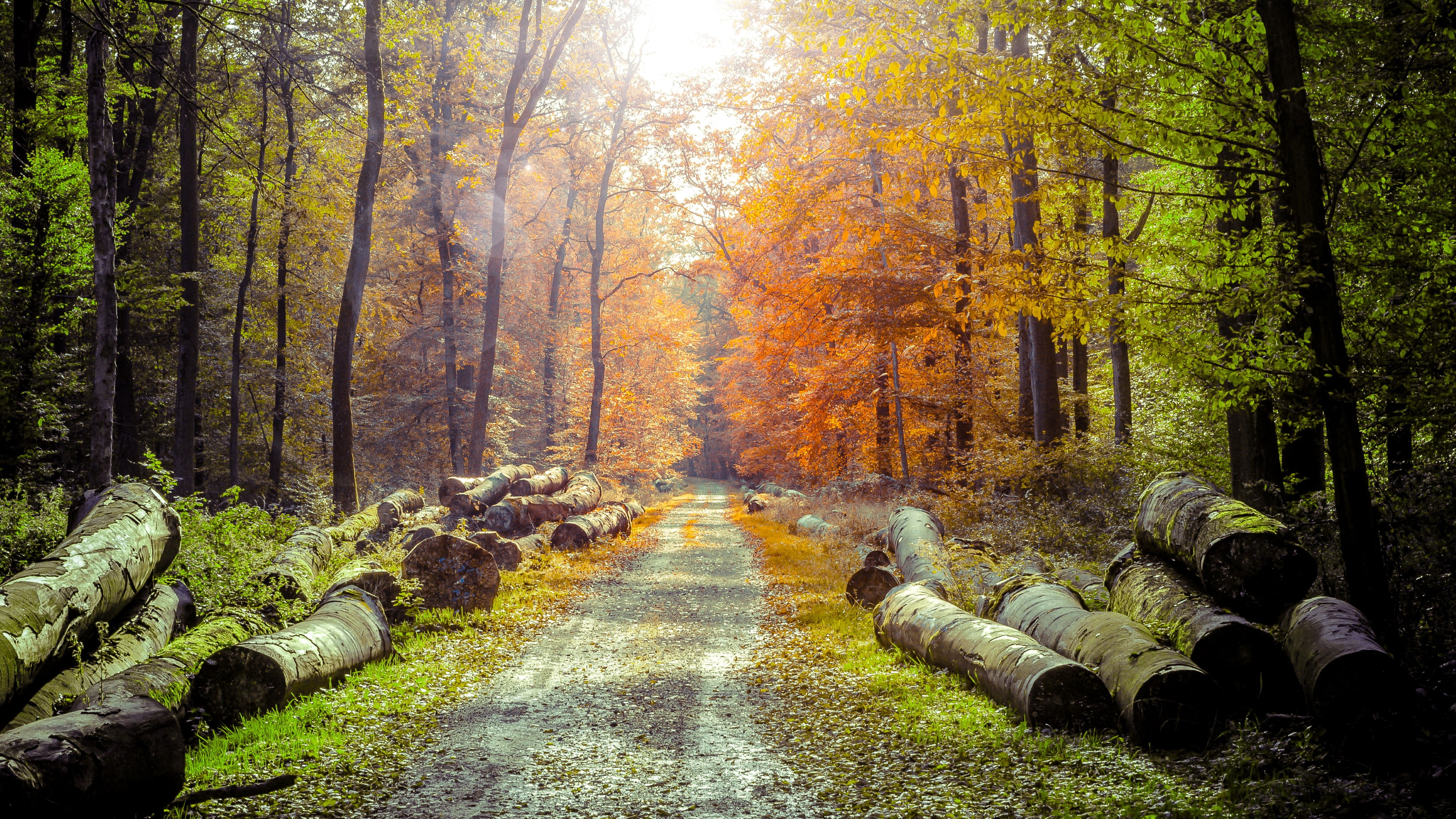 nature, landscape, trees, woodland, leafed, environment, no People, non-Urban Scene, tranquility, autumn collection, beauty In Nature, footpath, travel, HD Wallpaper