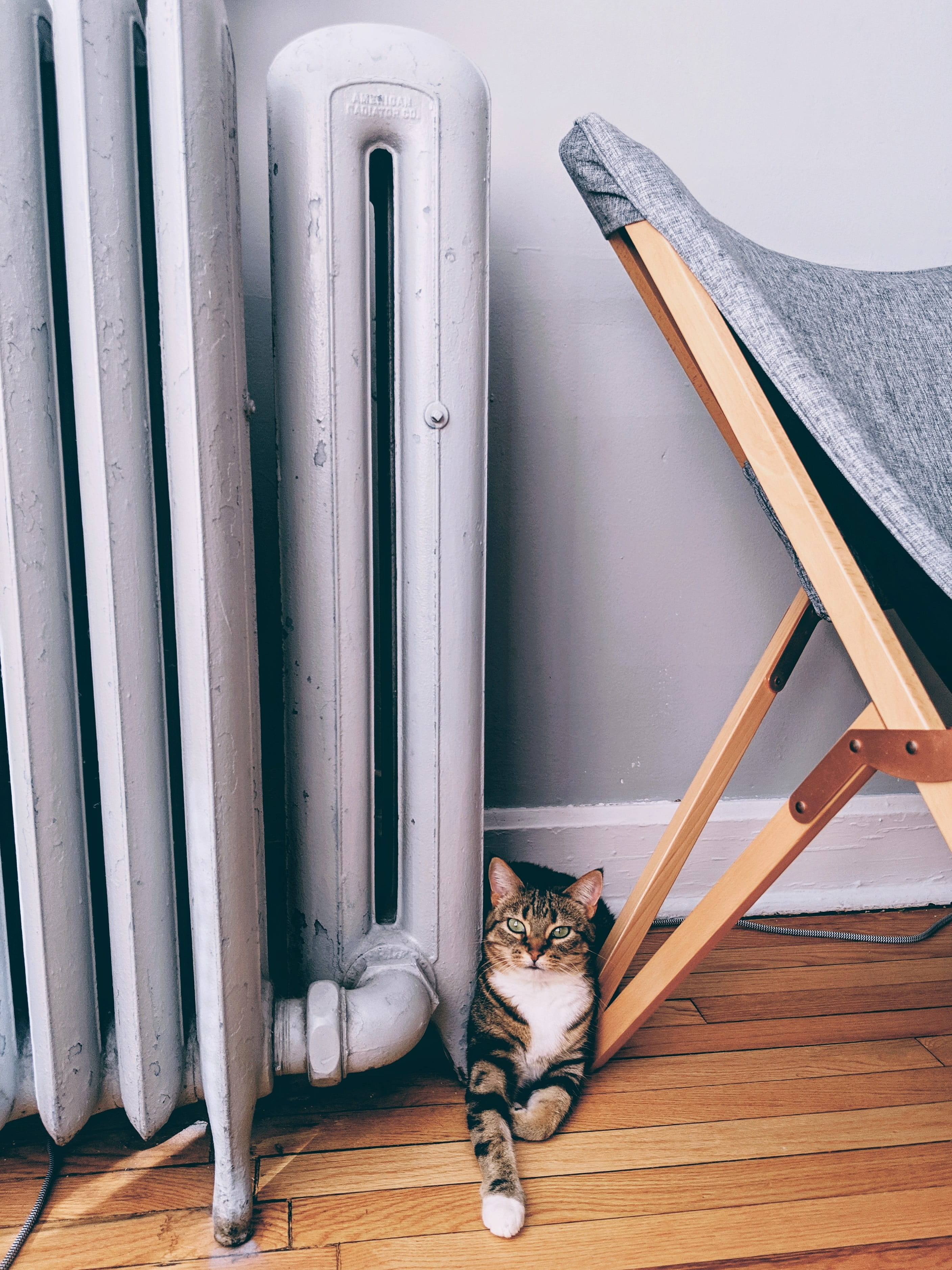 manx, sleeping, kitten, banister, feline, whisker, domestic cat, label, hardwood, animal, mammal, sticker, wood, domestic animals, plywood, wood - material, Phone HD Wallpaper