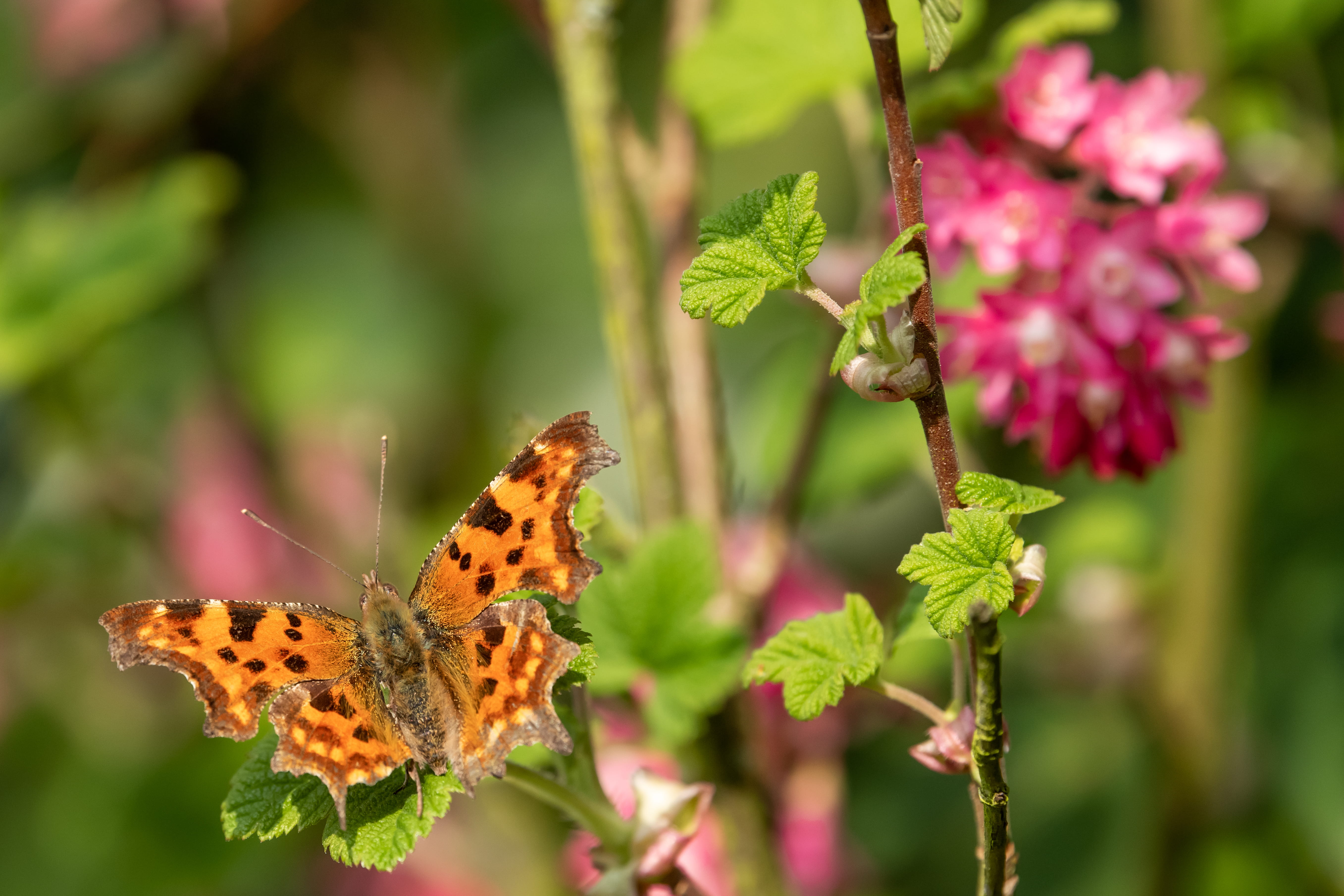 5K, insect, leaf, animal wildlife, purple, butterfly, apiaceae, wasp, andrena, animal, beauty in nature, butterfly - insect, veins, geranium, flowering plant, HD Wallpaper