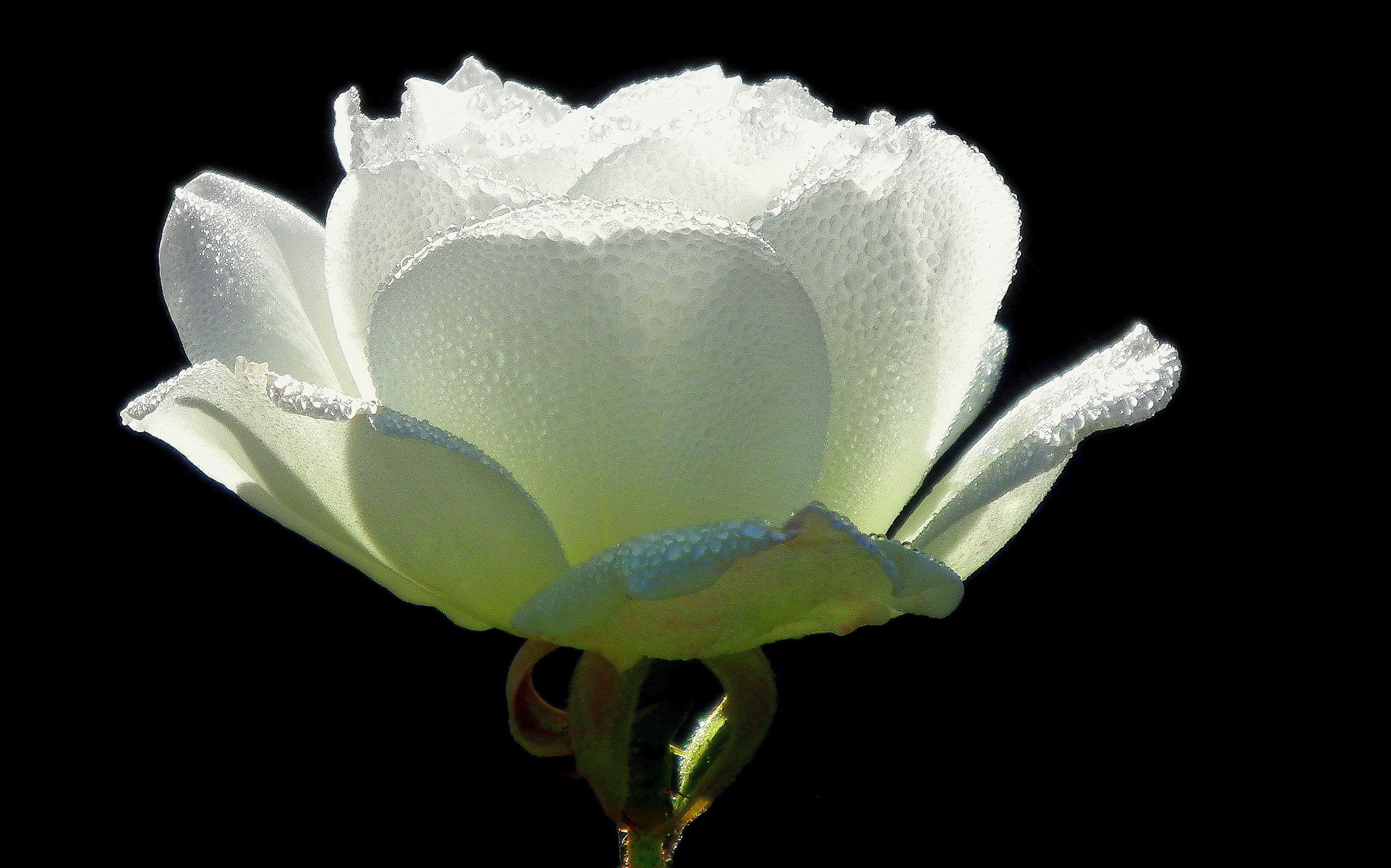 rose, white color, hornet, flower head, no people, inflorescence, geranium, freshness, bloom, indoors, anemone, pollen, flower, plant, andrena, wasp, softness, HD Wallpaper