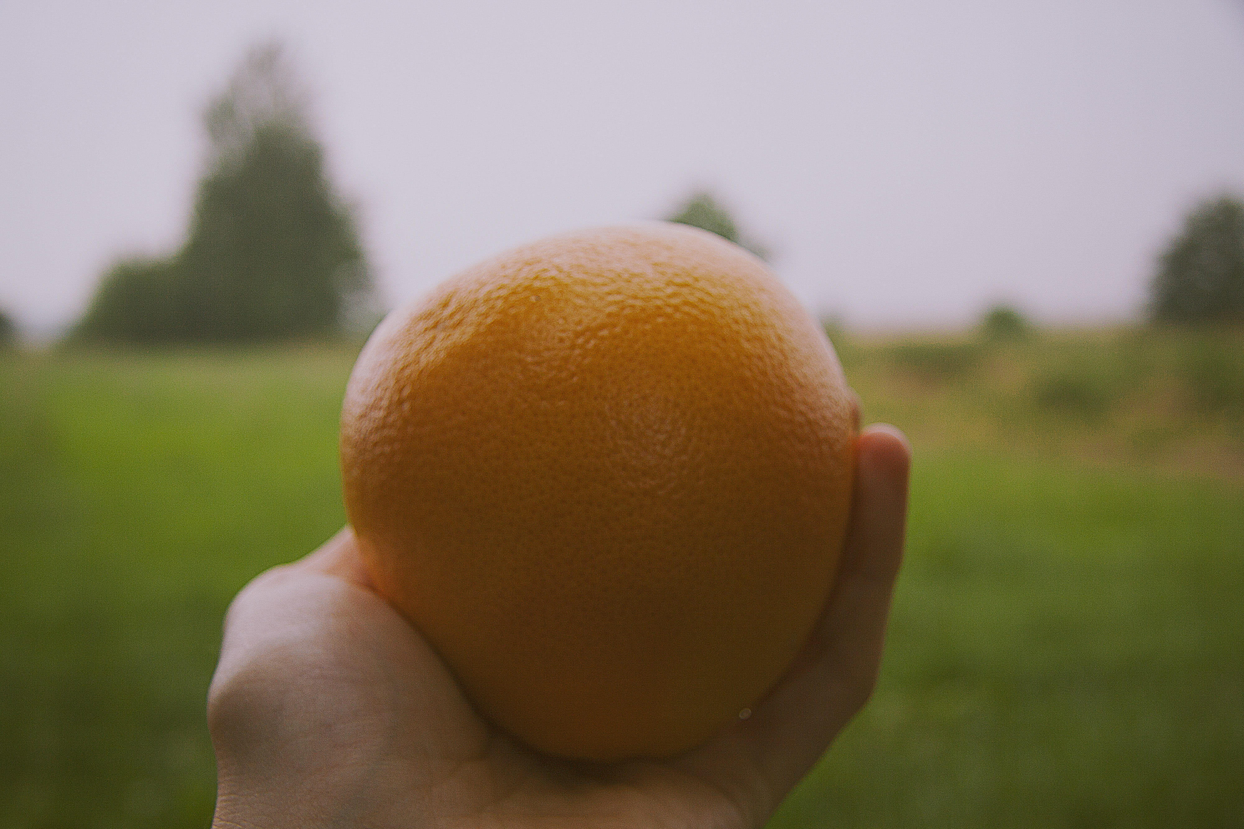 holding, lifestyle, life, medicine, orange, hand, color, one person, healthy, vibrant, citrus, beautiful, human, fruit, pulp, freshness, healthy eating, HD Wallpaper