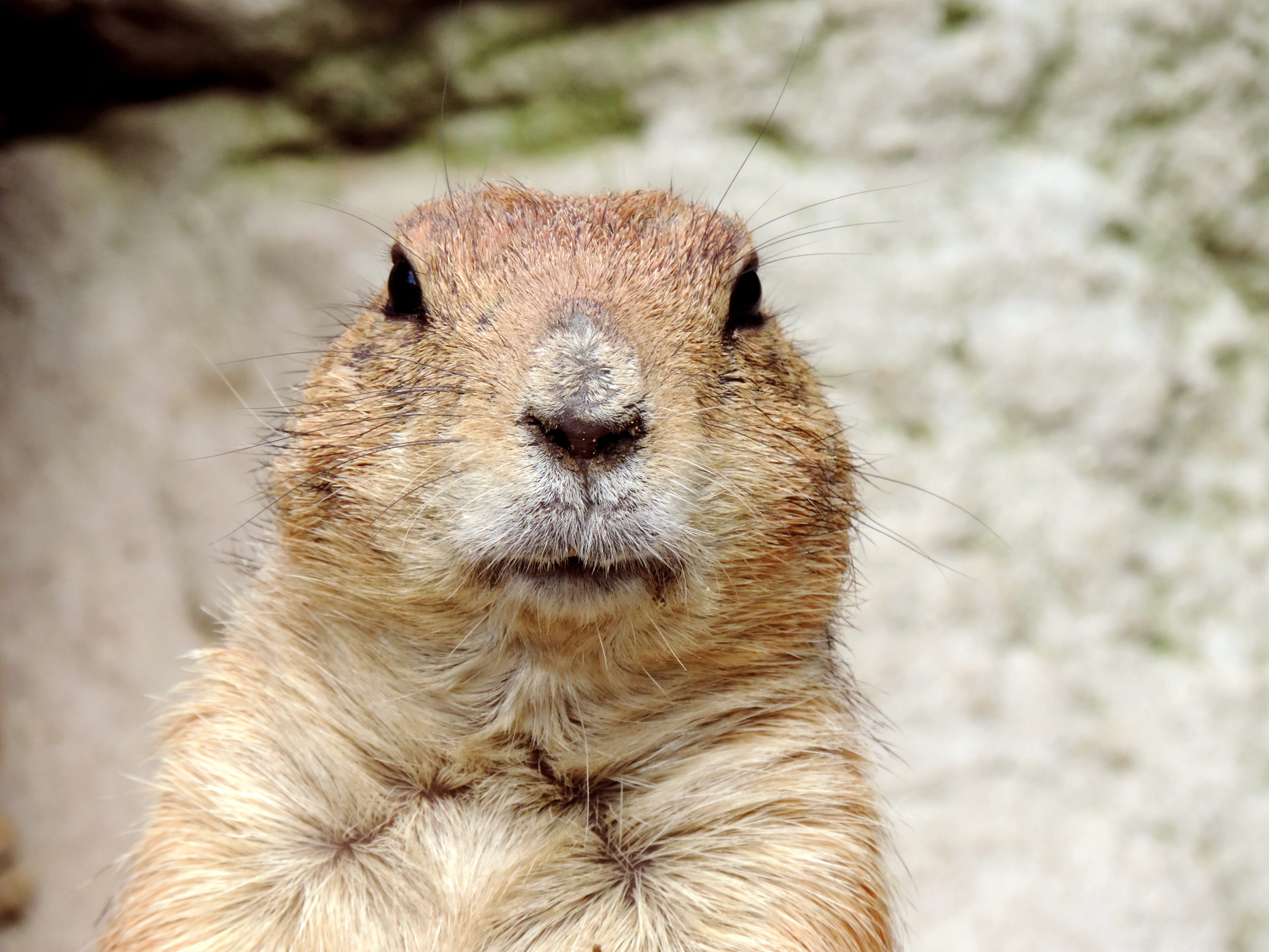 face, view, animals den, fur, furry, groundhog day, vertebrate, mankei, outdoors, 4K, brown, one animal, cute, zoo, animal, looking at camera, front view, HD Wallpaper