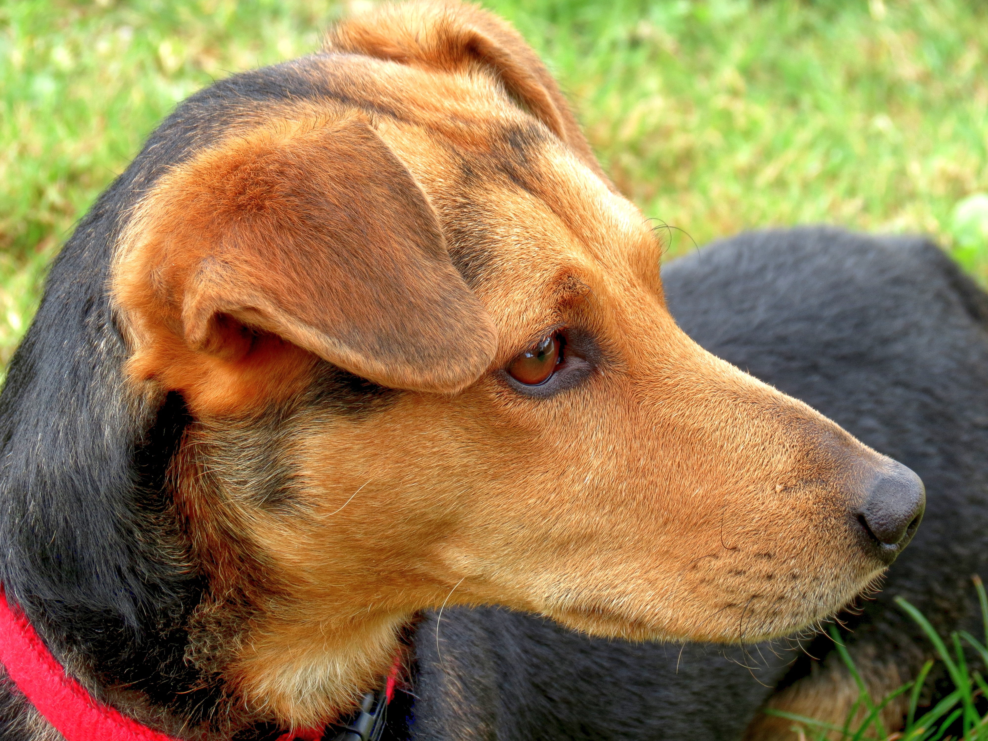 close, dog, mindful, hybrid, animal body part, mammal, focus on foreground, attention, fur, watch, pets, animal, animal nose, animal portrait, snout, looking away, HD Wallpaper