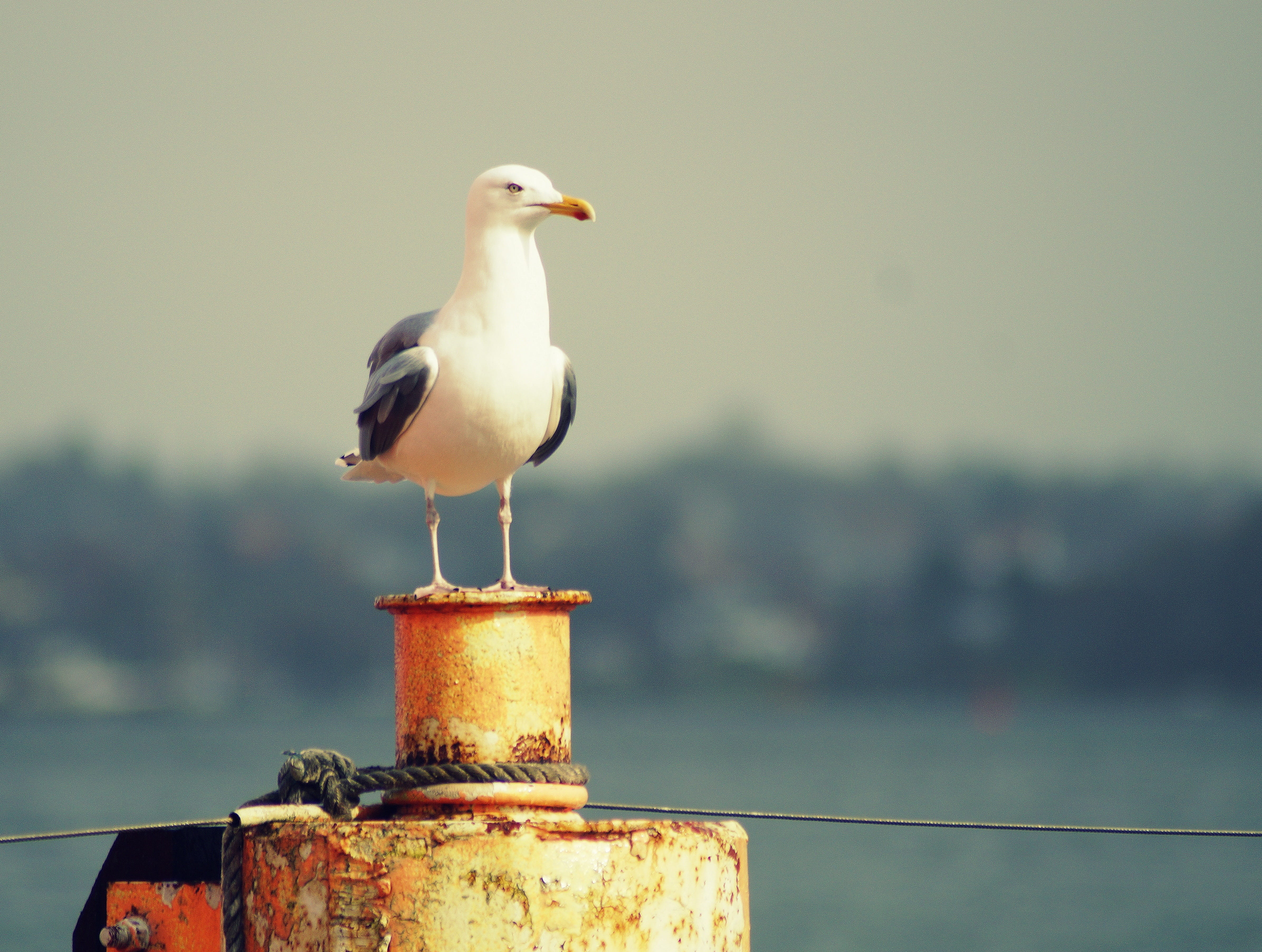 animal themes, day, animals in the wild, bollard, outdoors, vacations, distant, kiel, maritime, sea, nature, one animal, keep an eye out, animal wildlife, HD Wallpaper