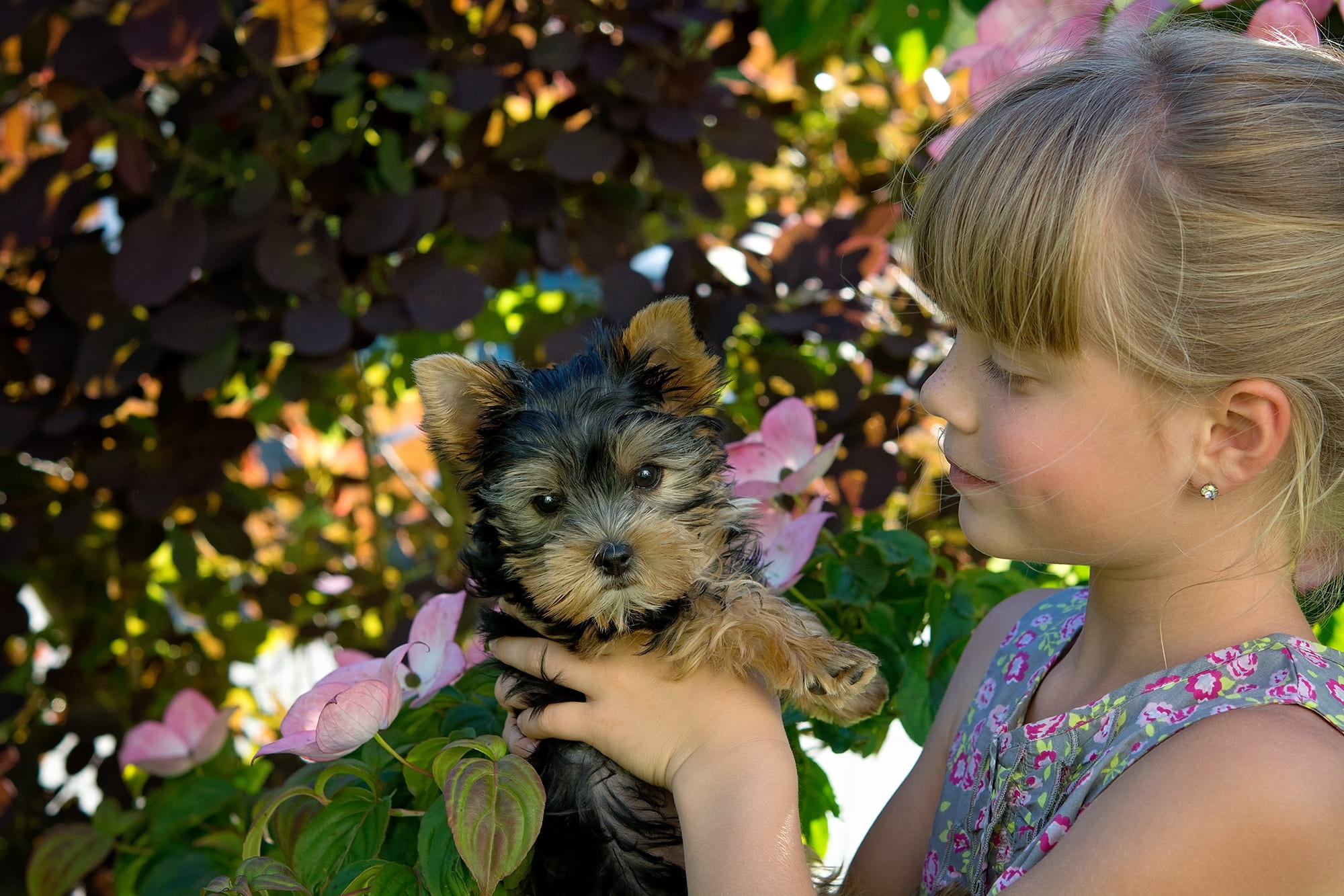 yorkshire, mammal, young dog, sweet, girl, portrait, blond, women, small dog, hairstyle, puppy, one person, black, females, summer, blond hair, out, holding, HD Wallpaper