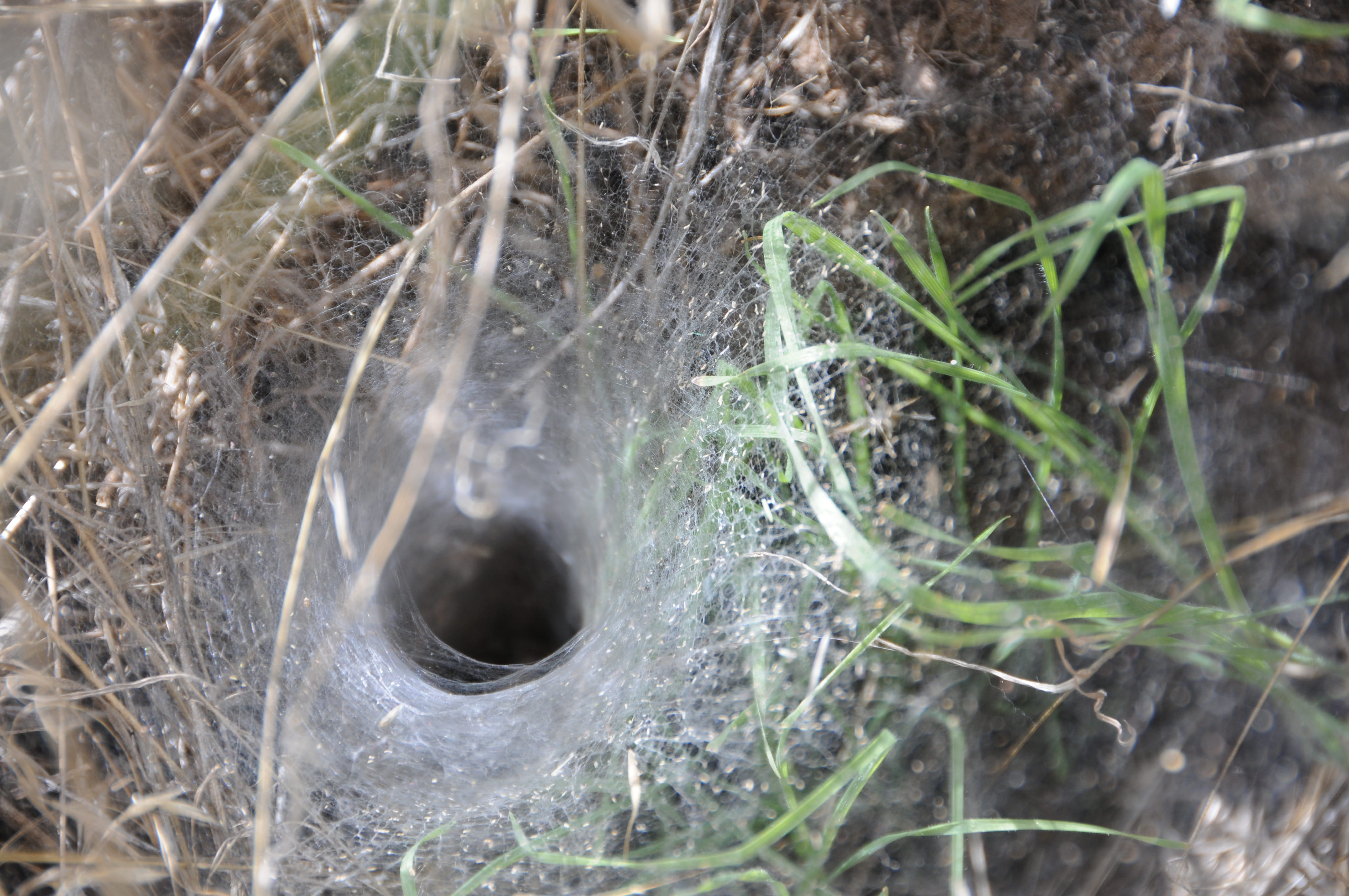 tunnel, land, 4K, animal themes, growth, arachnid, fragility, no people, beauty in nature, leaf, web, outdoors, full frame, spider, ranch, tranquility, HD Wallpaper