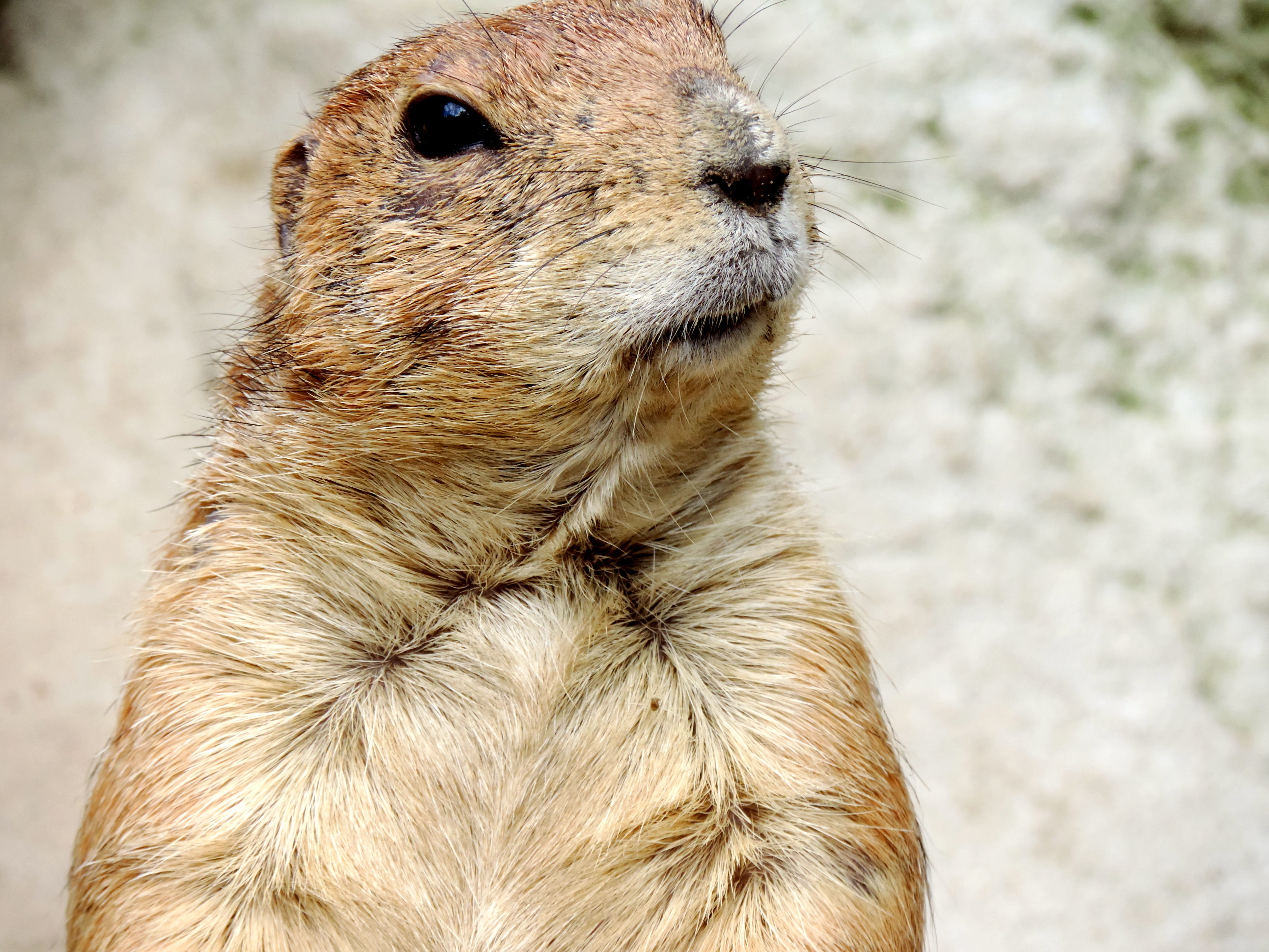 face, croissant, alertness, mankei, focus on foreground, hibernation, wildlife photography, looking away, portrait, animal, vertebrate, no people, meerkat, HD Wallpaper